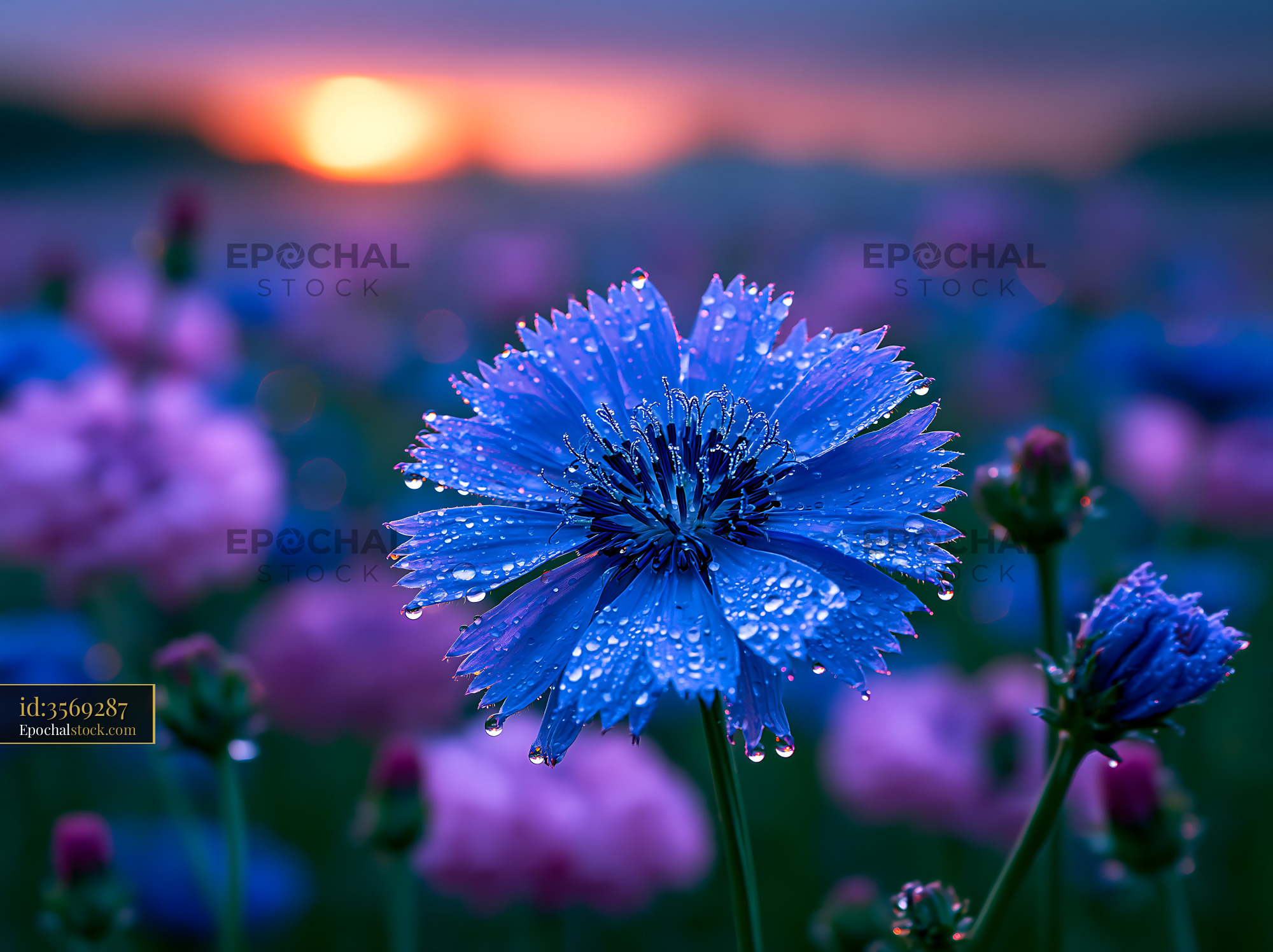 Watermarked full-resolution preview of Blue flower with water droplets at sunset in a field