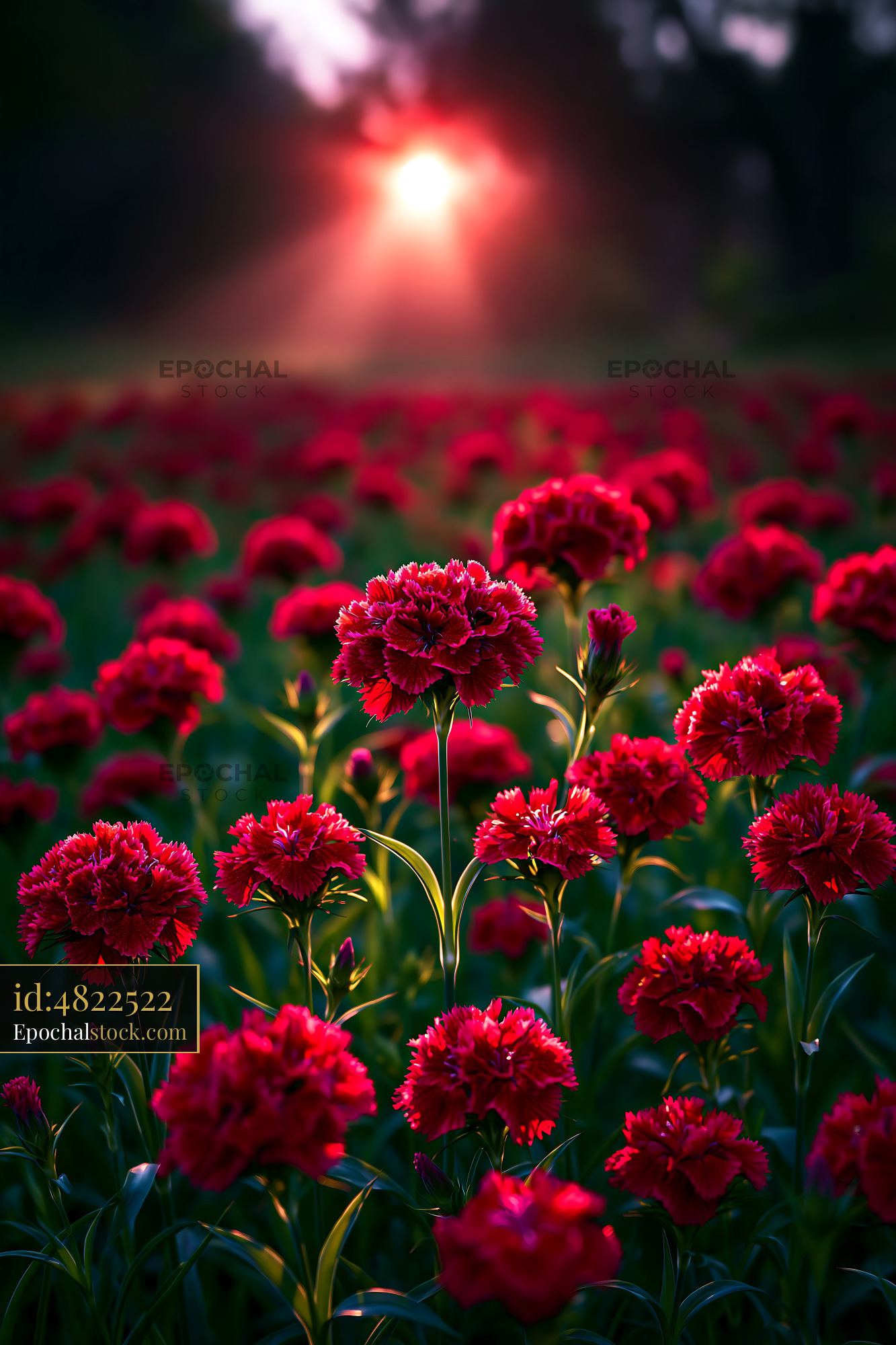 Watermarked full-resolution preview of Red flowers bloom in sunlight at sunset