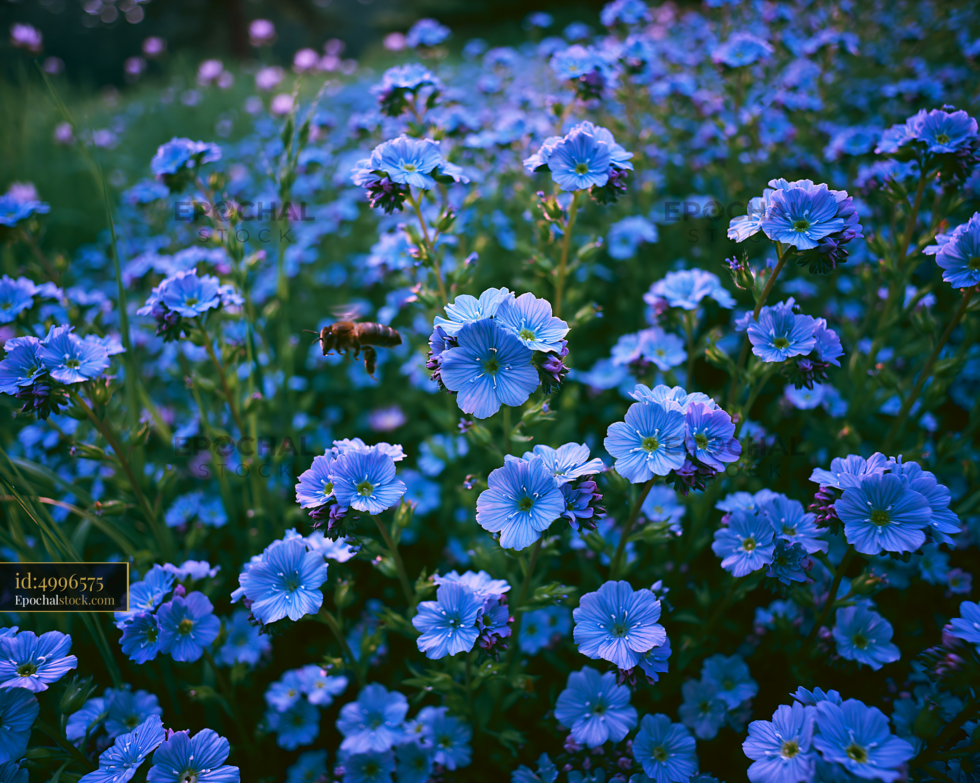 Watermarked full-resolution preview of Blue flowers blooming in a field during daytime