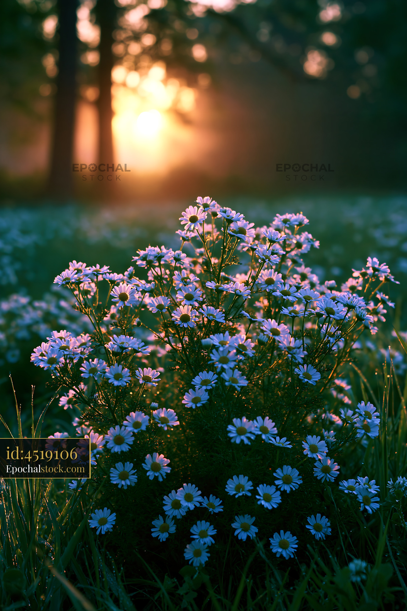Watermarked full-resolution preview of Wildflowers bloom at sunrise in a meadow