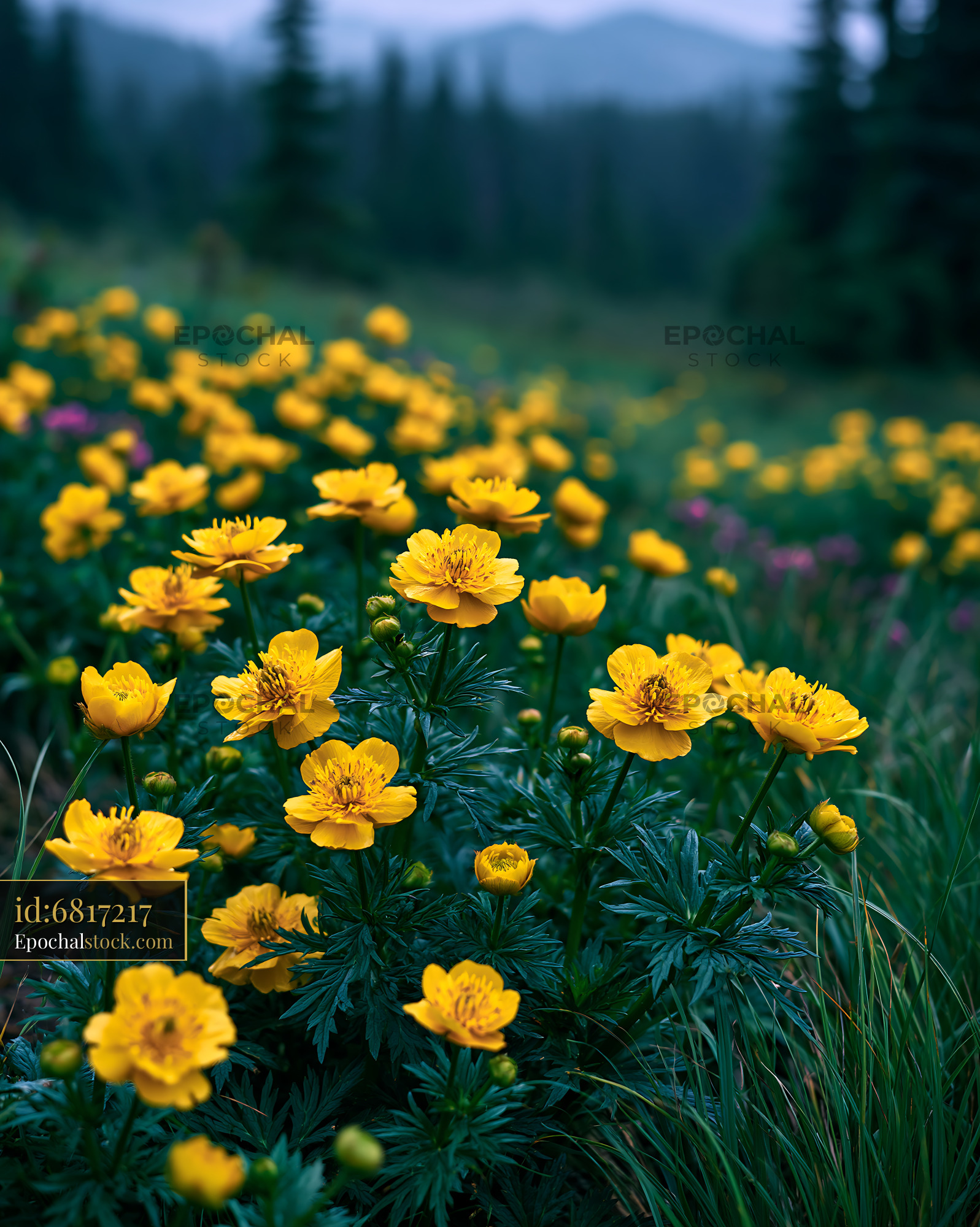 Watermarked full-resolution preview of Yellow flowers in a green field under cloudy skies