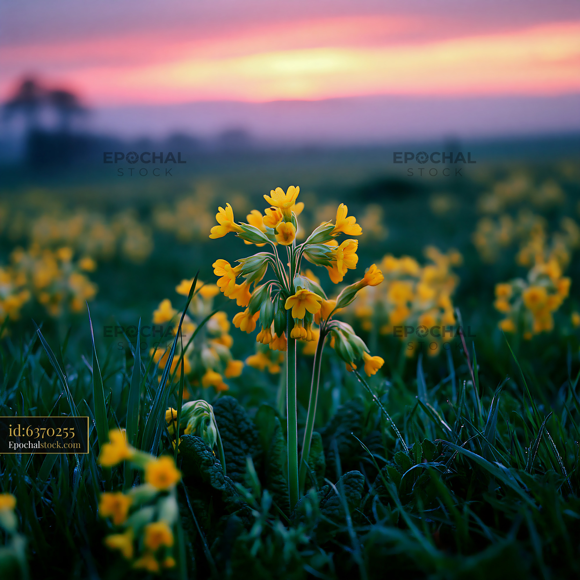 Watermarked full-resolution preview of Blooming yellow flowers in a field at sunset