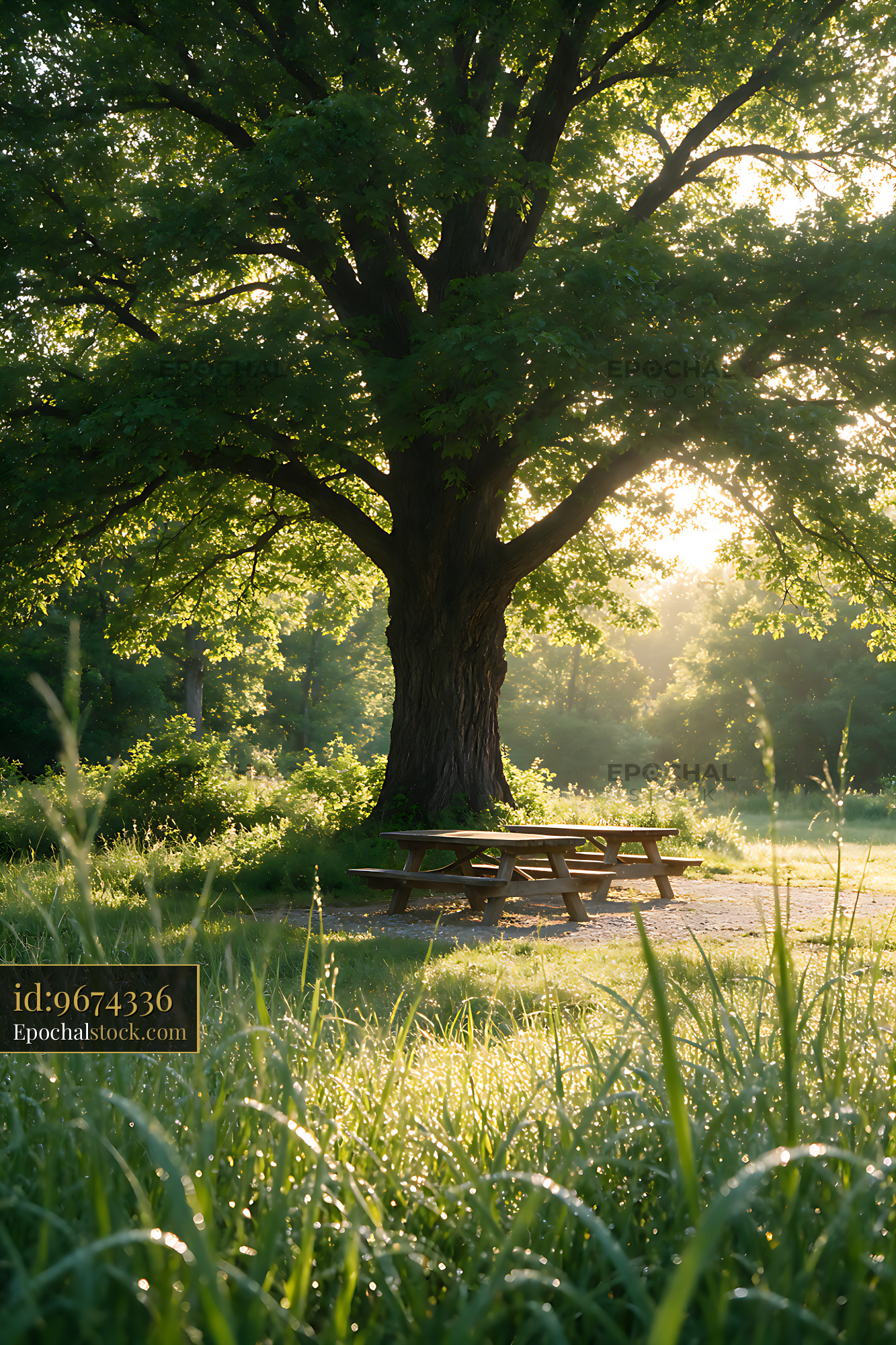Watermarked full-resolution preview of Sunlit picnic table beneath a large shade tree
