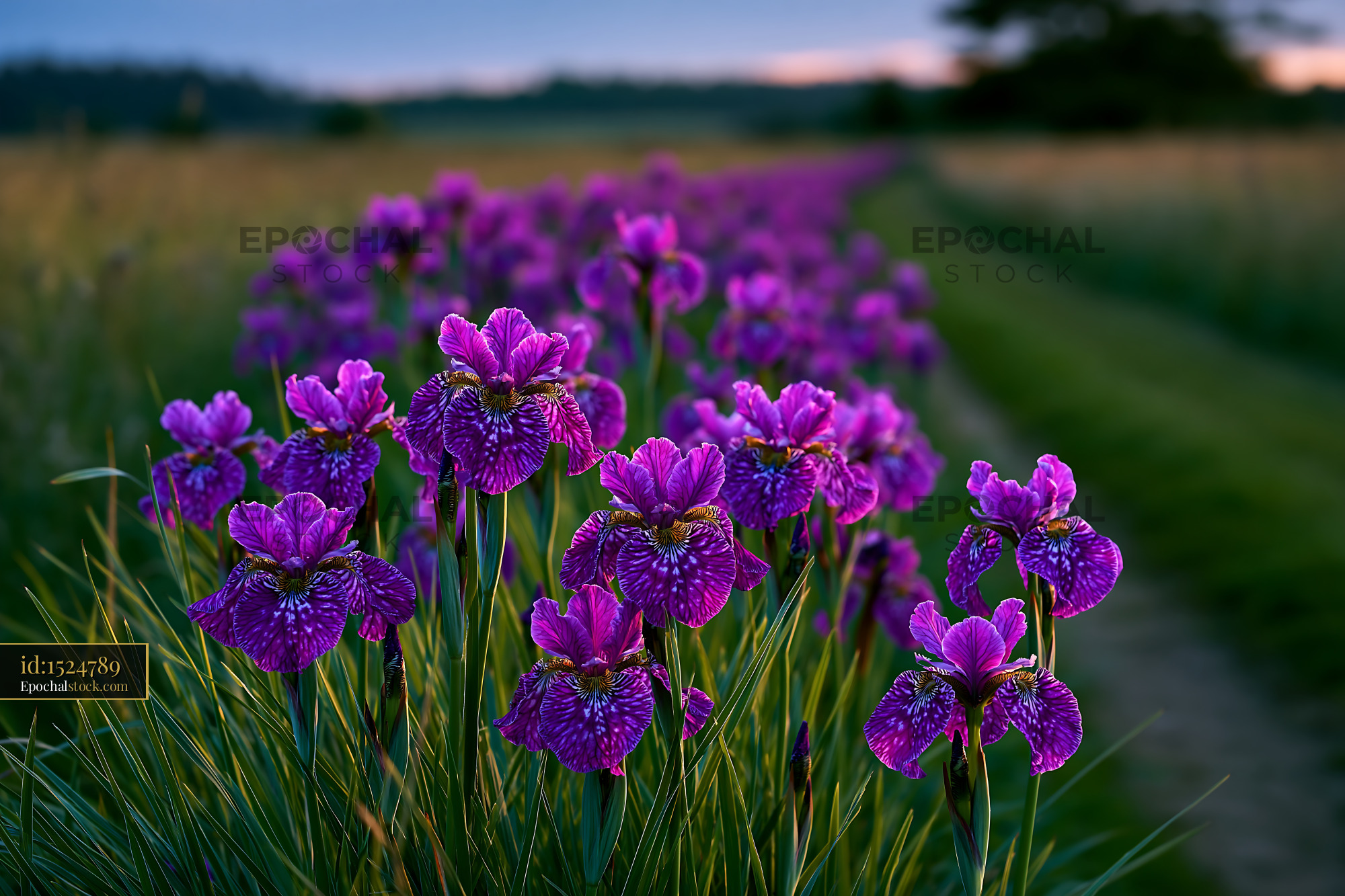 Watermarked full-resolution preview of Violet flowers blooming along a pathway during sunset