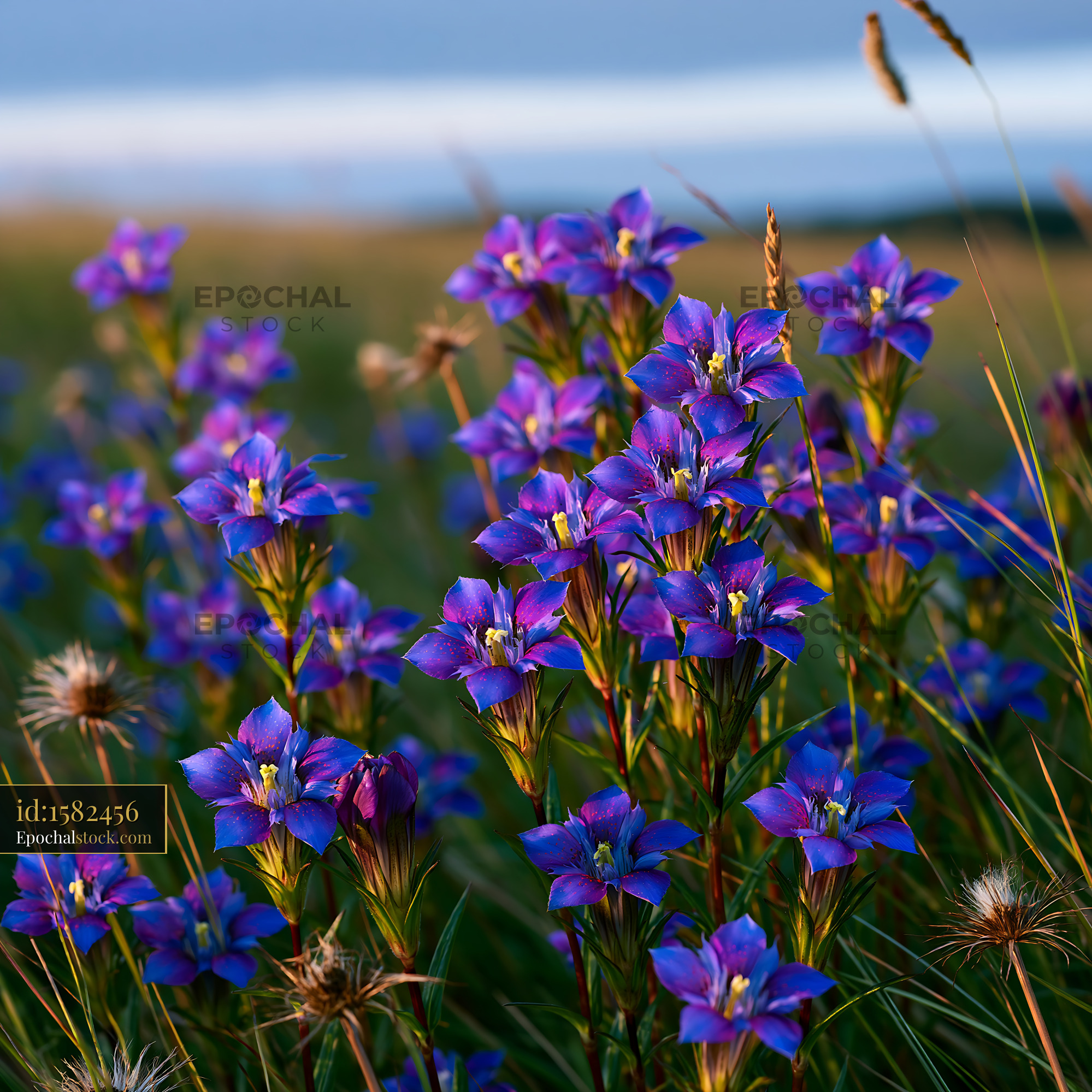 Watermarked full-resolution preview of Bright purple flowers in a grassy field during daylight