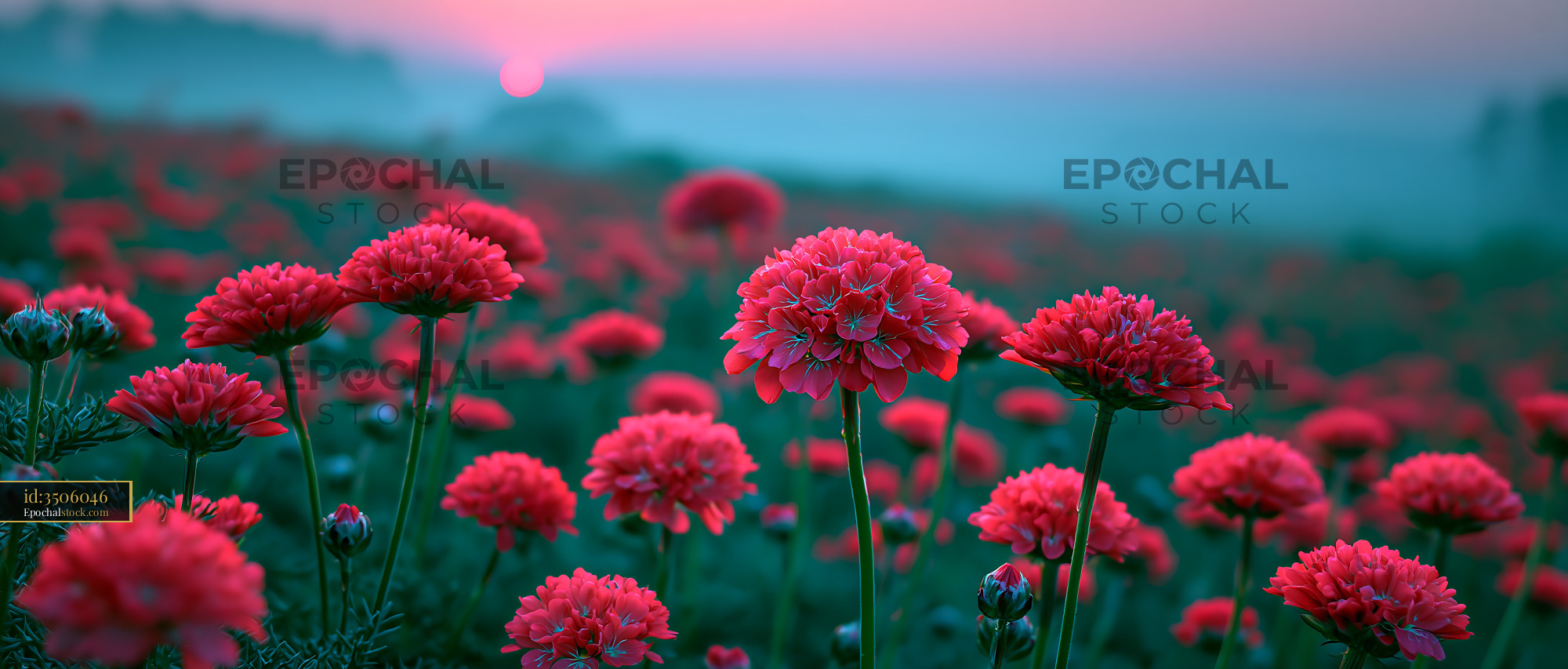 Watermarked full-resolution preview of Vibrant red flowers blooming in a field at sunset