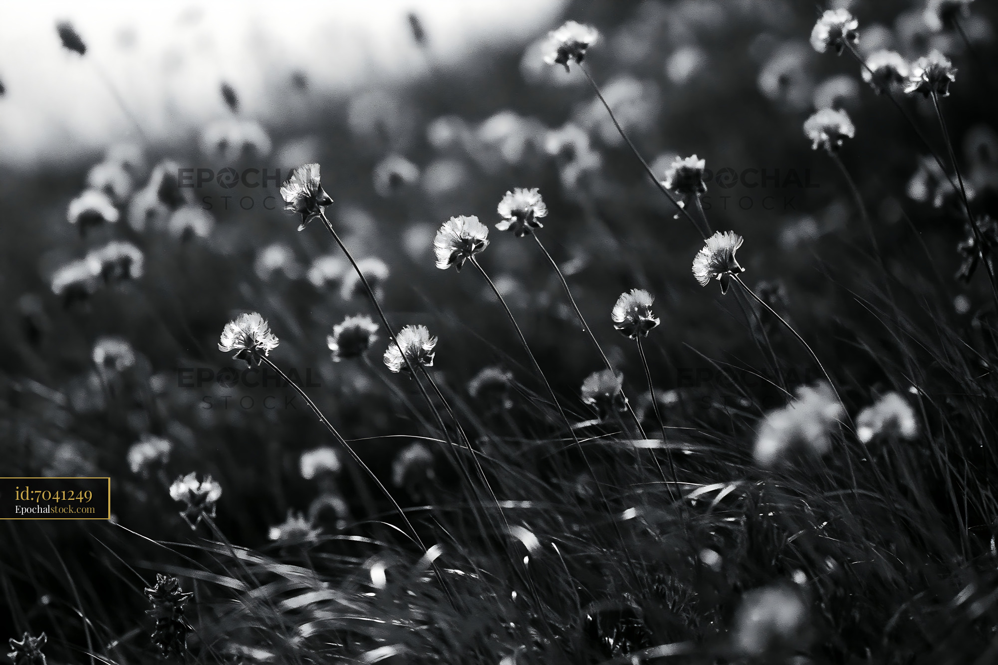 Watermarked full-resolution preview of Black and white field of flowers with dew drops in morning light