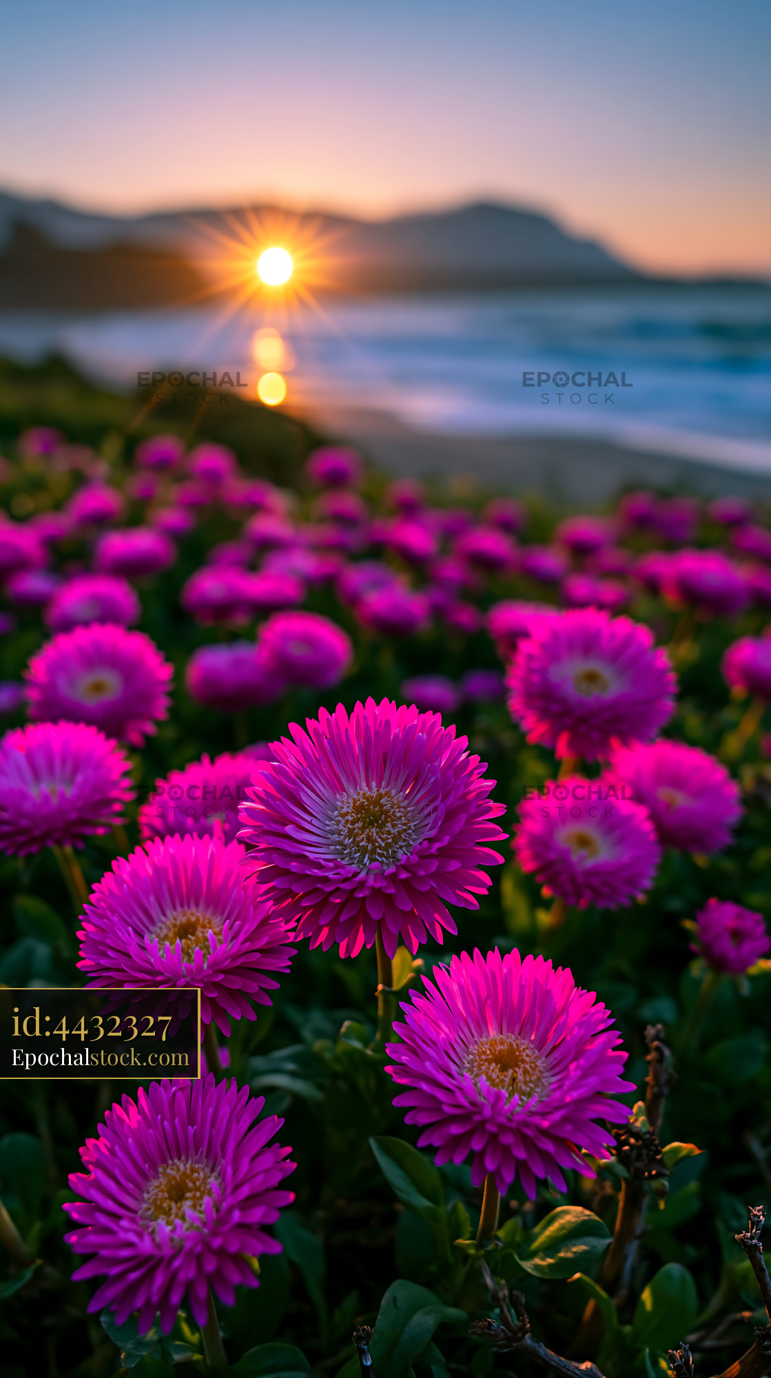 Watermarked full-resolution preview of Sunset over beach with blooming pink flowers in foreground