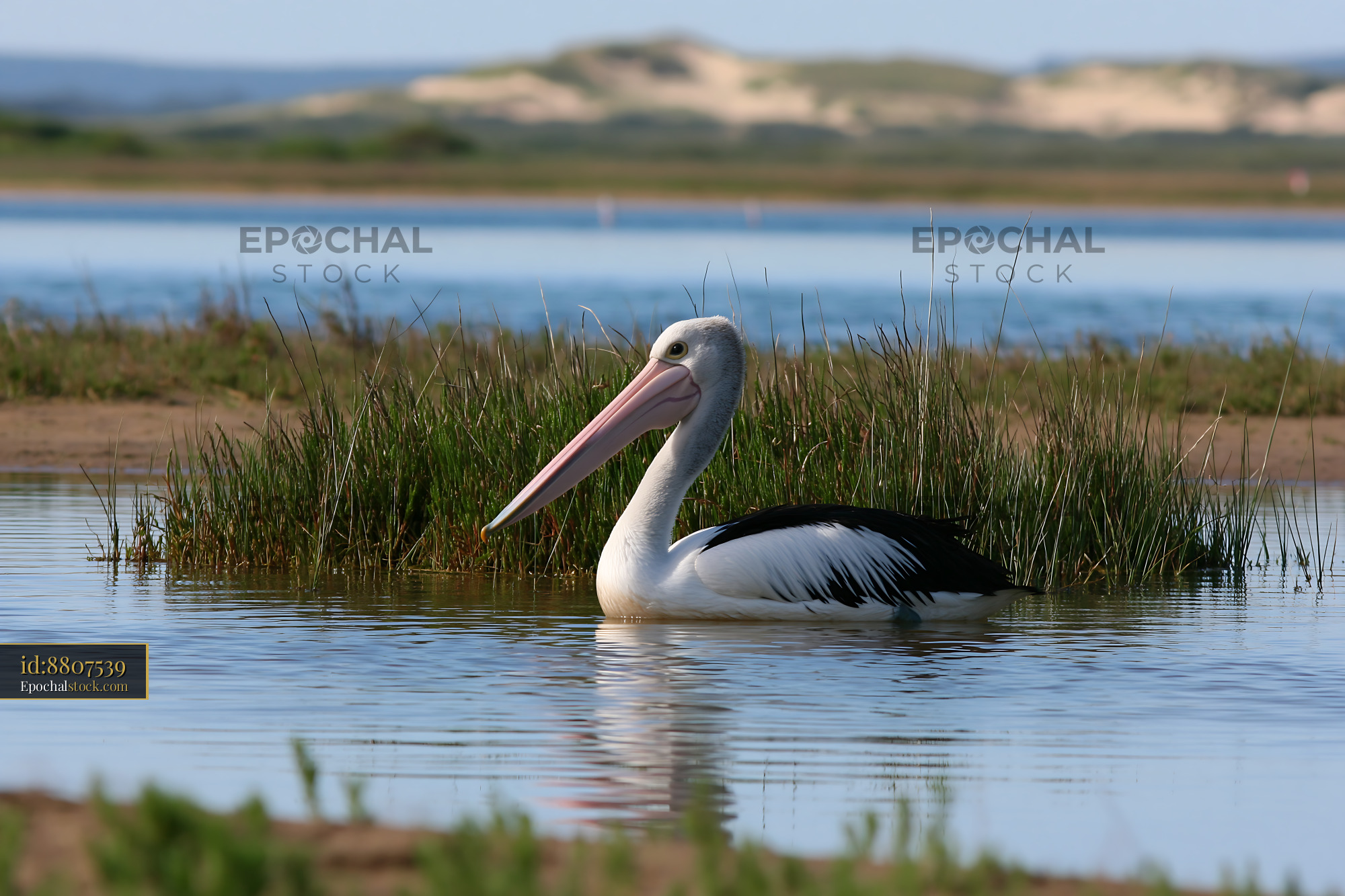 Watermarked full-resolution preview of Australian pelican in lagoon water
