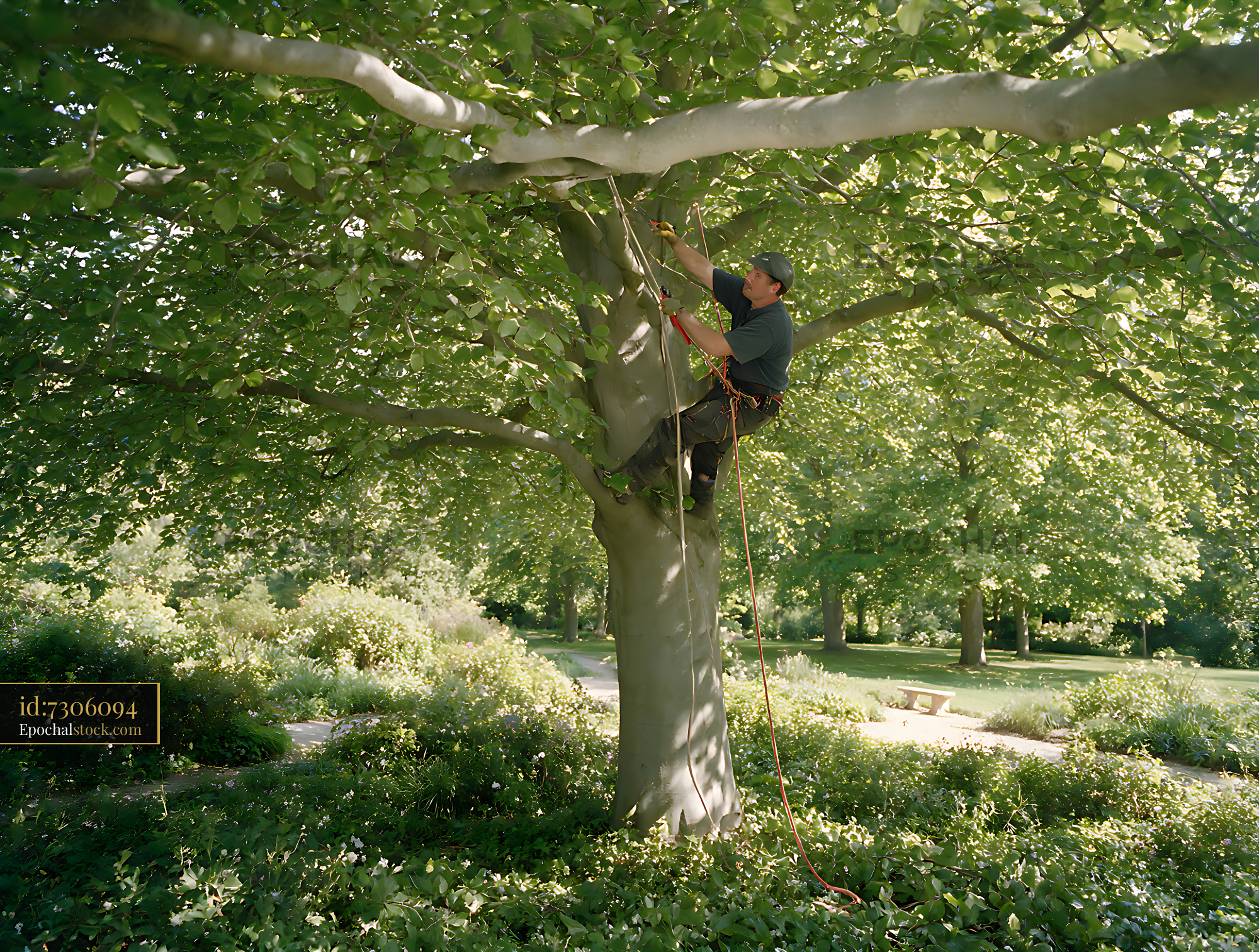 Watermarked full-resolution preview of Arborist trimming branches high in a mature park tree