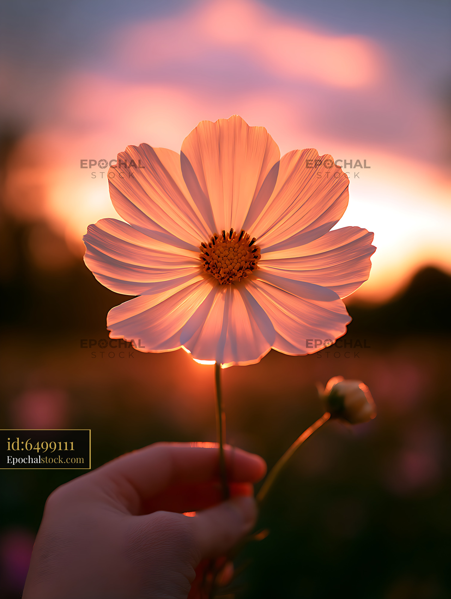 Watermarked full-resolution preview of Pink cosmos flower held against a glowing sunset