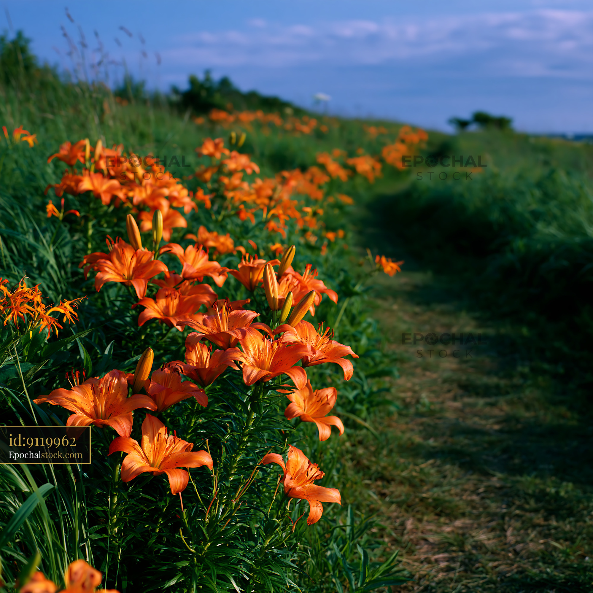 Watermarked full-resolution preview of Orange lilies line a path in a grassy field during daylight