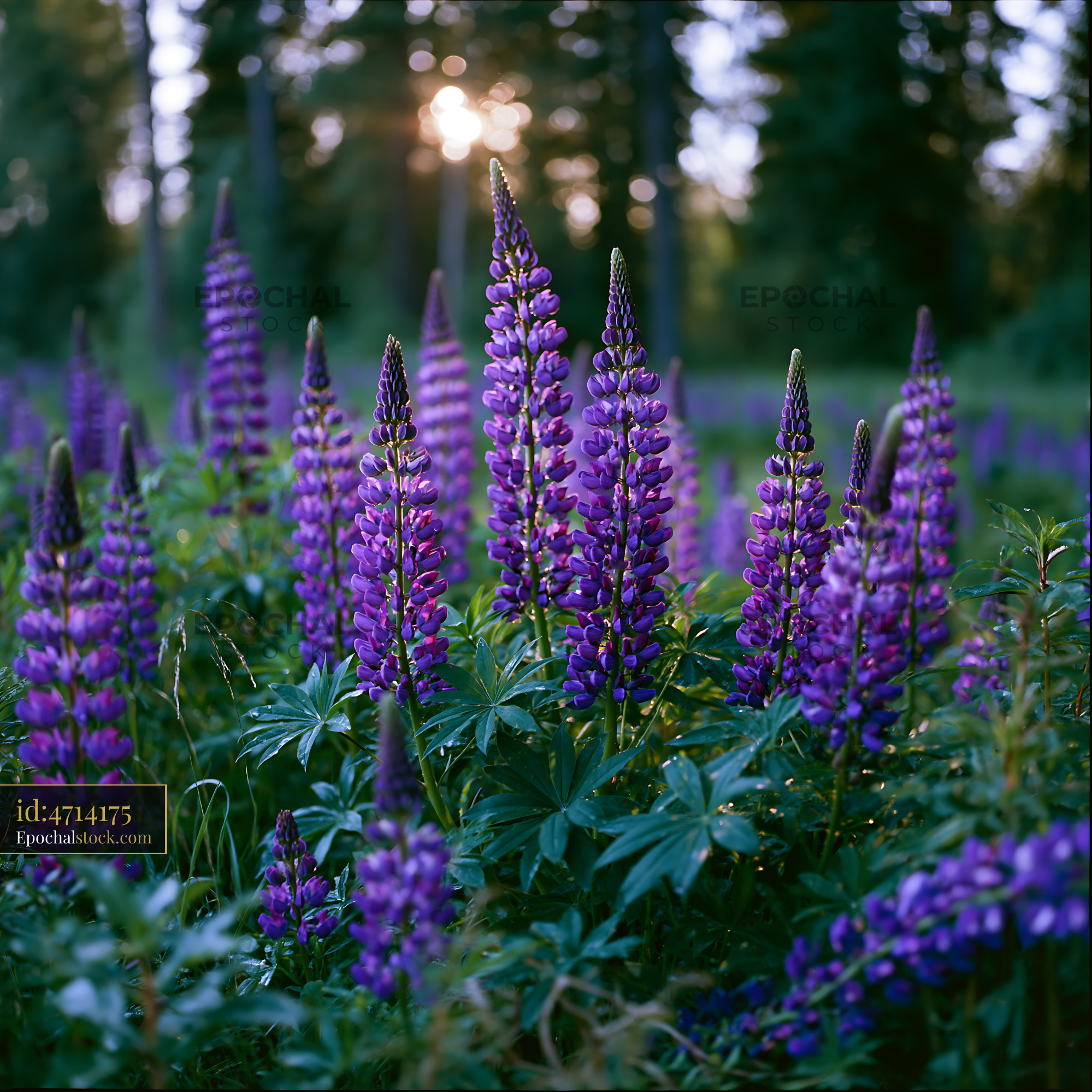 Watermarked full-resolution preview of Lupine flowers blooming in a forest during sunset