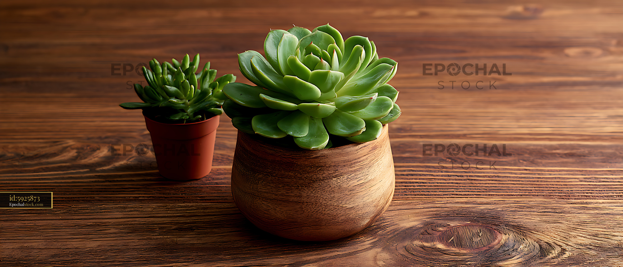 Watermarked full-resolution preview of Succulent plants in pots on wooden table