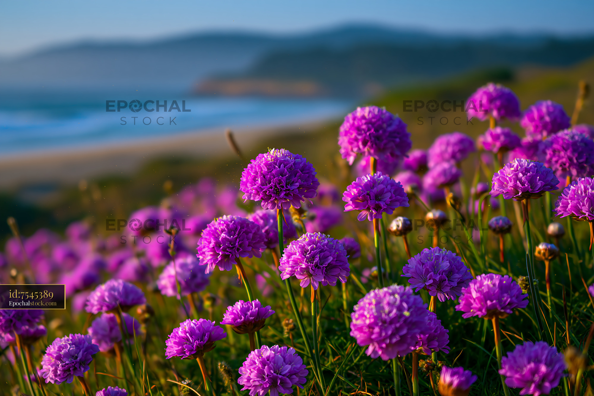 Watermarked full-resolution preview of Purple flowers growing on a coastal hillside near the ocean