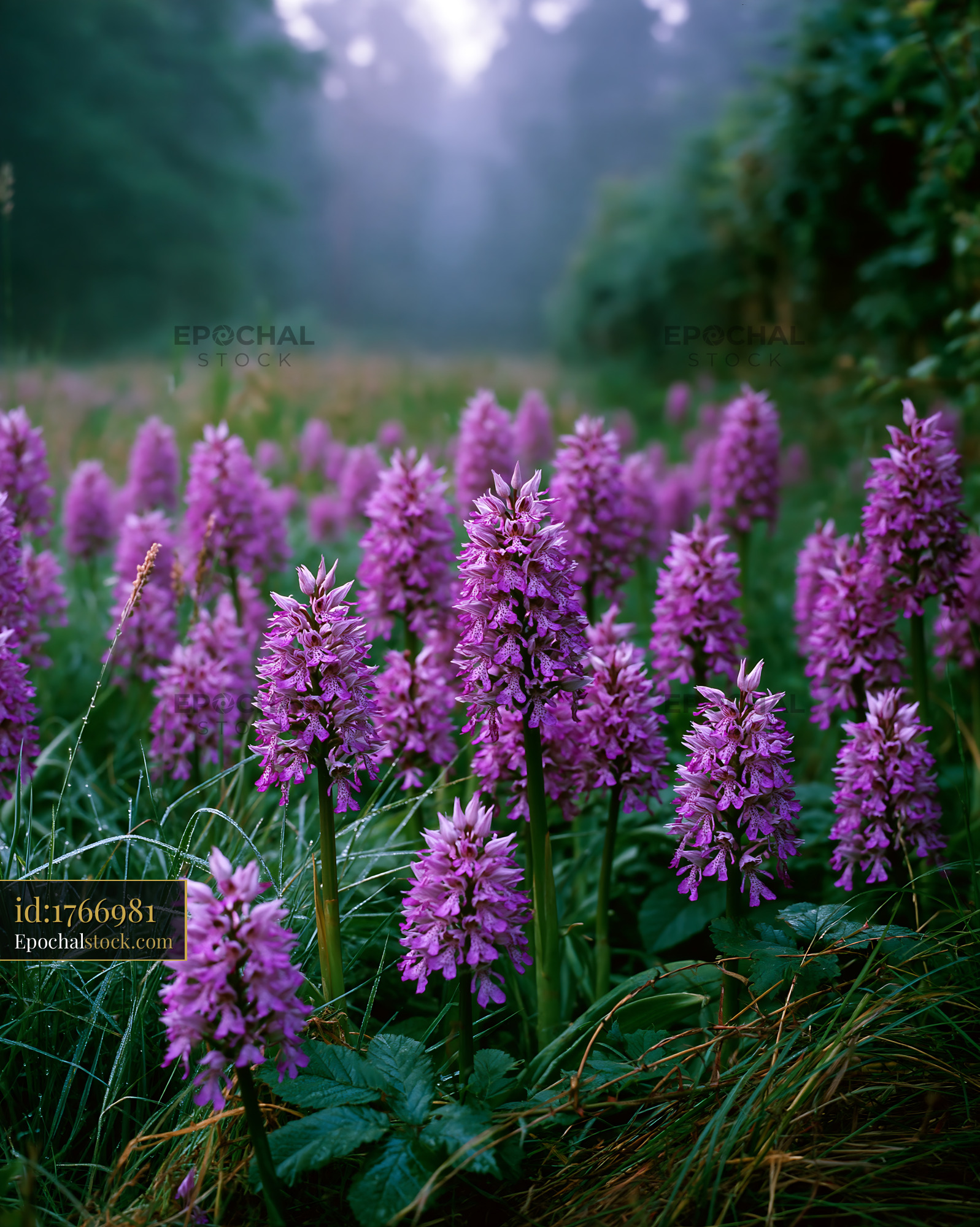 Watermarked full-resolution preview of Purple flowers bloom in a misty forest setting
