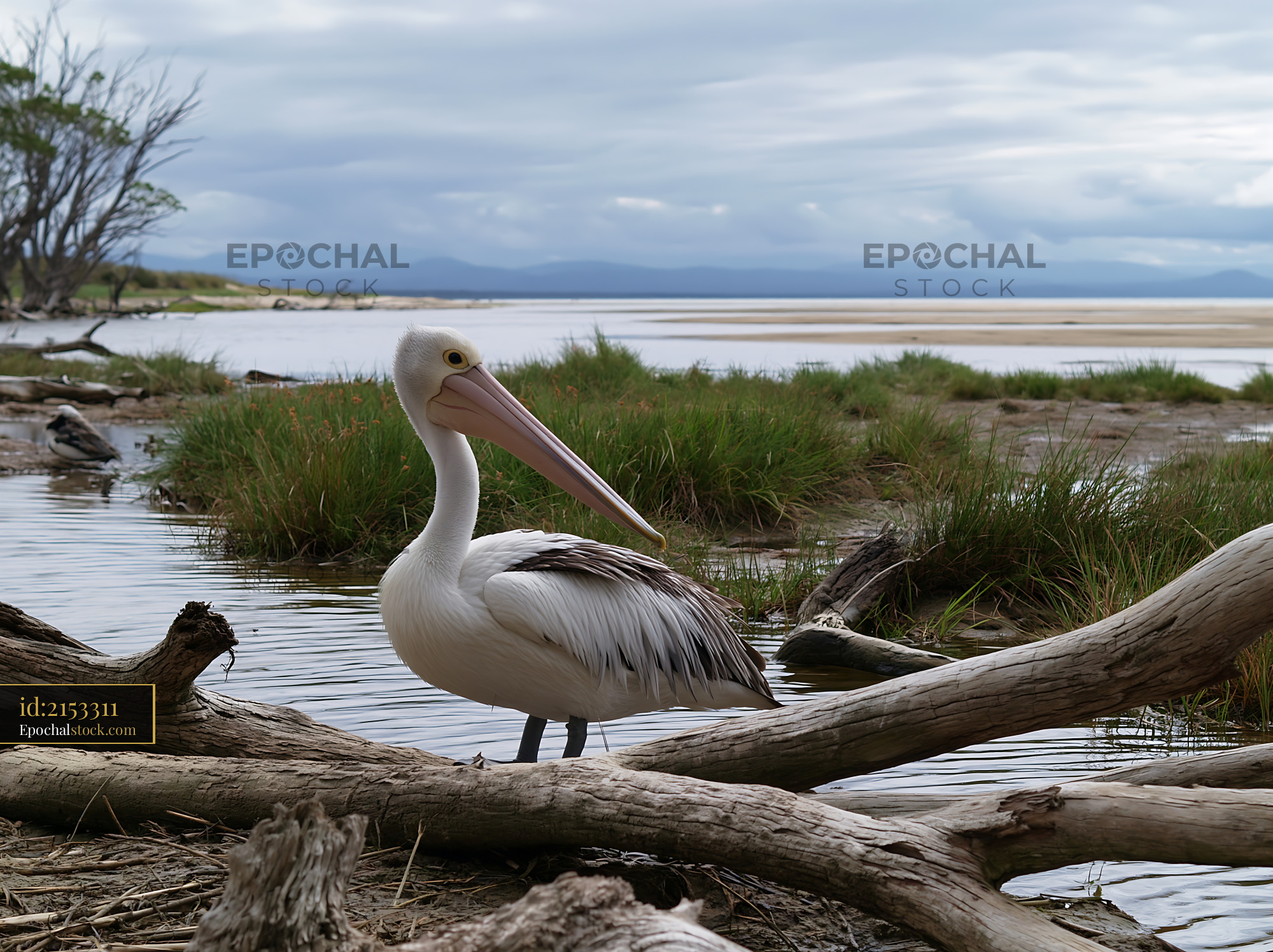 Australian pelican resting by a coastal lagoon with grass - stock photo