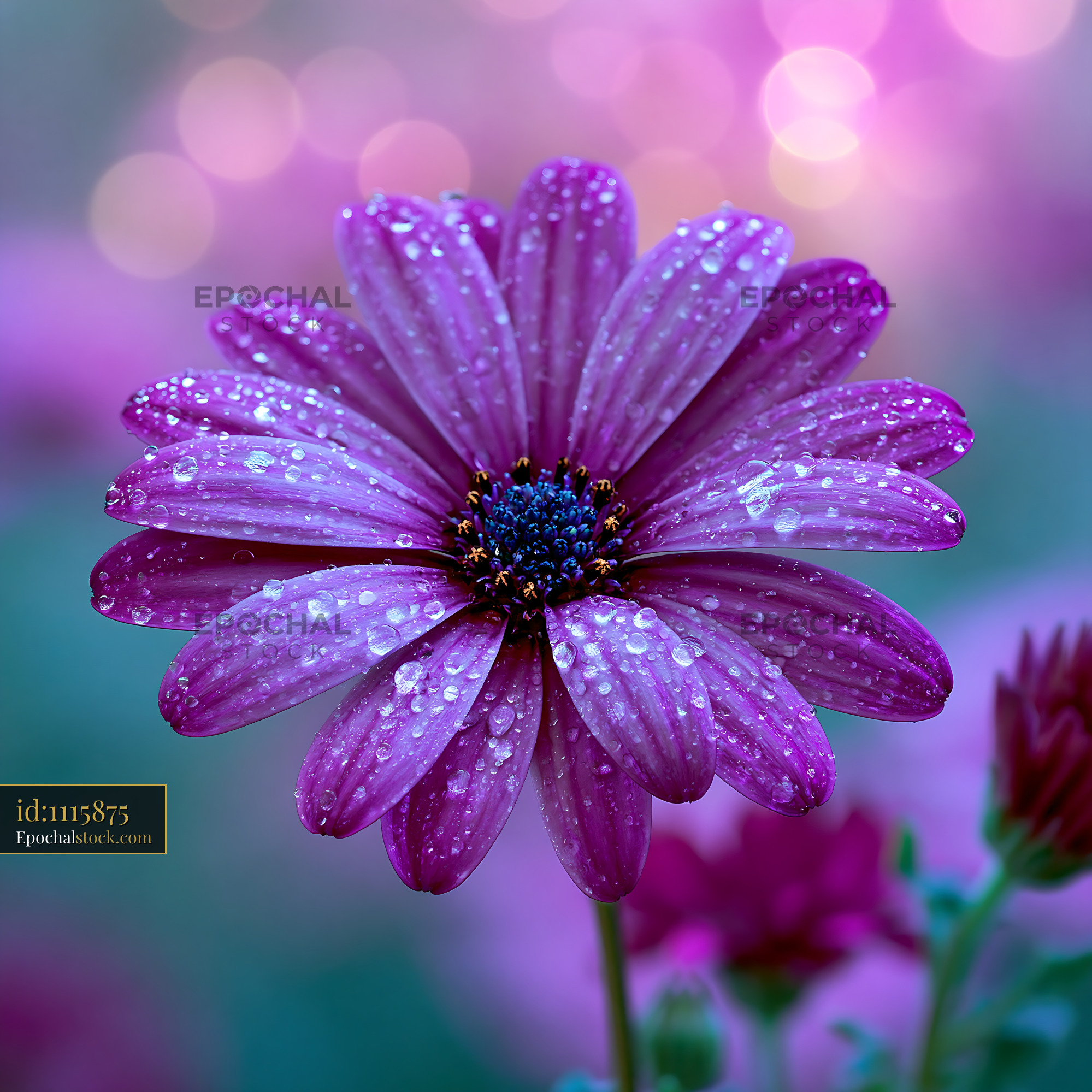 Watermarked full-resolution preview of Purple flower with water droplets against a soft background