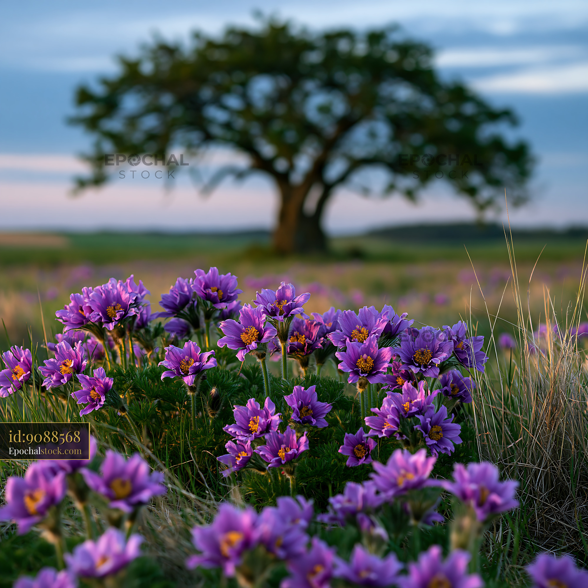 Watermarked full-resolution preview of Violet flowers bloom in a field under a tree at sunset