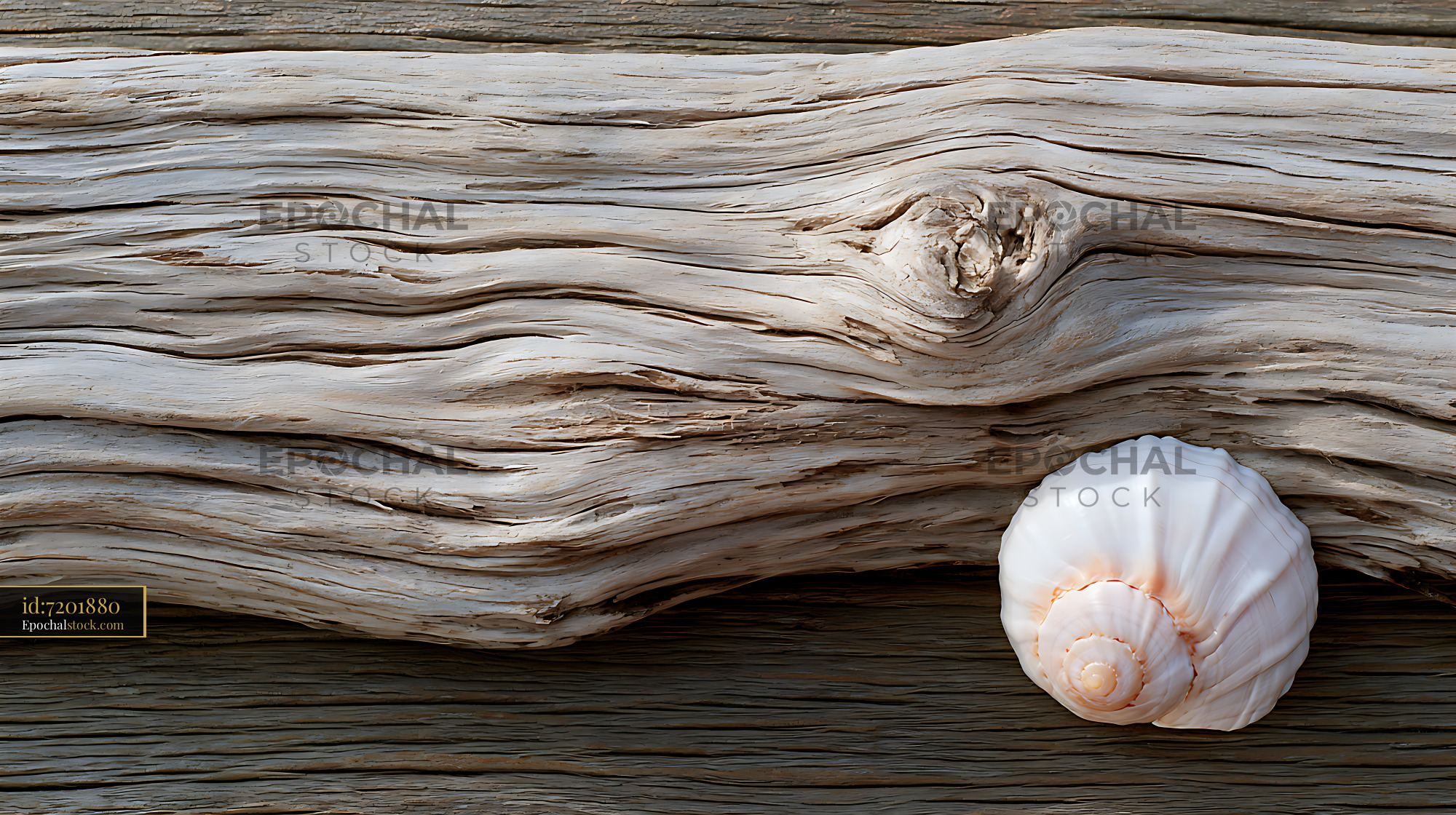 Watermarked full-resolution preview of Seashell resting on textured driftwood