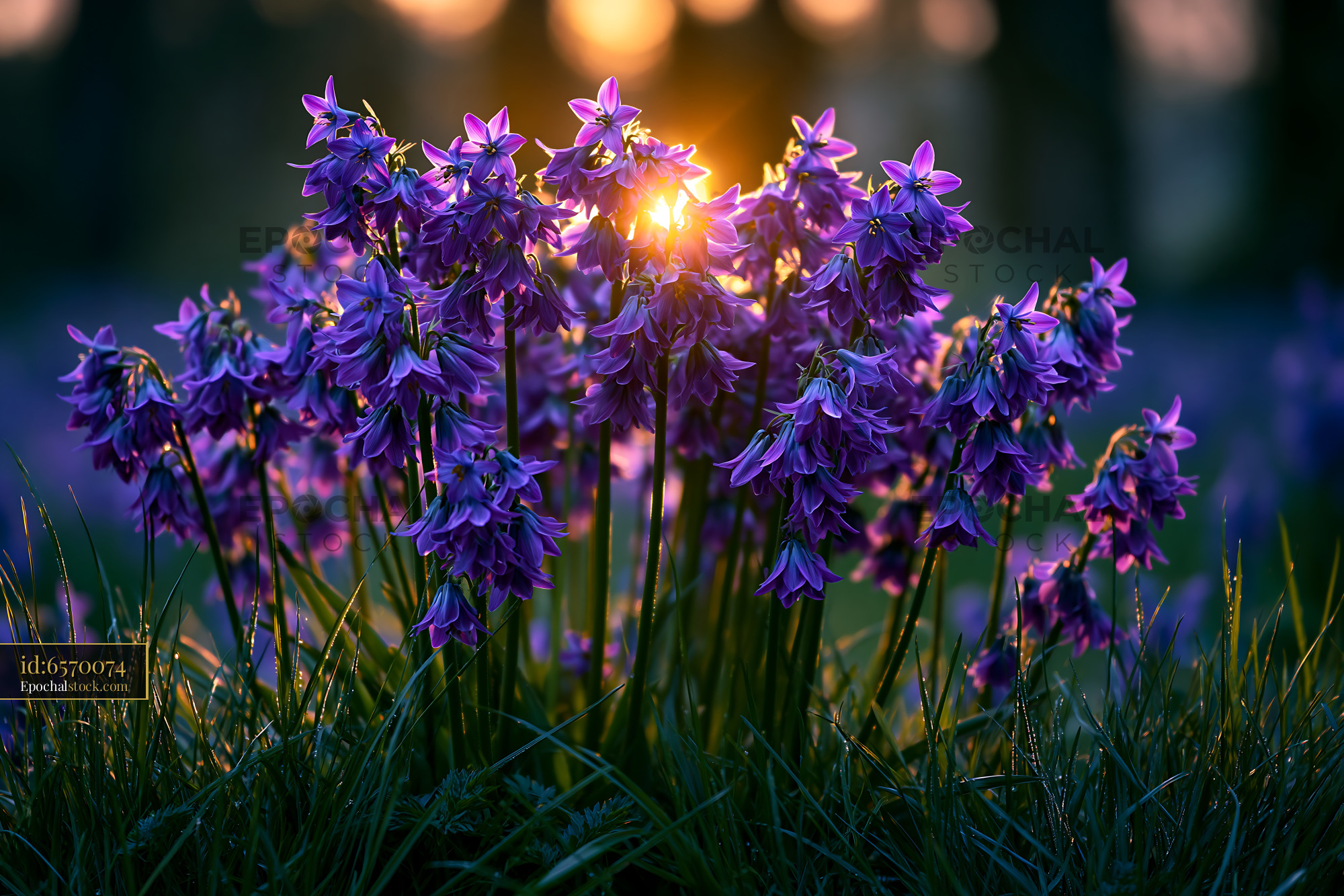 Watermarked full-resolution preview of Purple flowers with sunlight at sunset in a garden