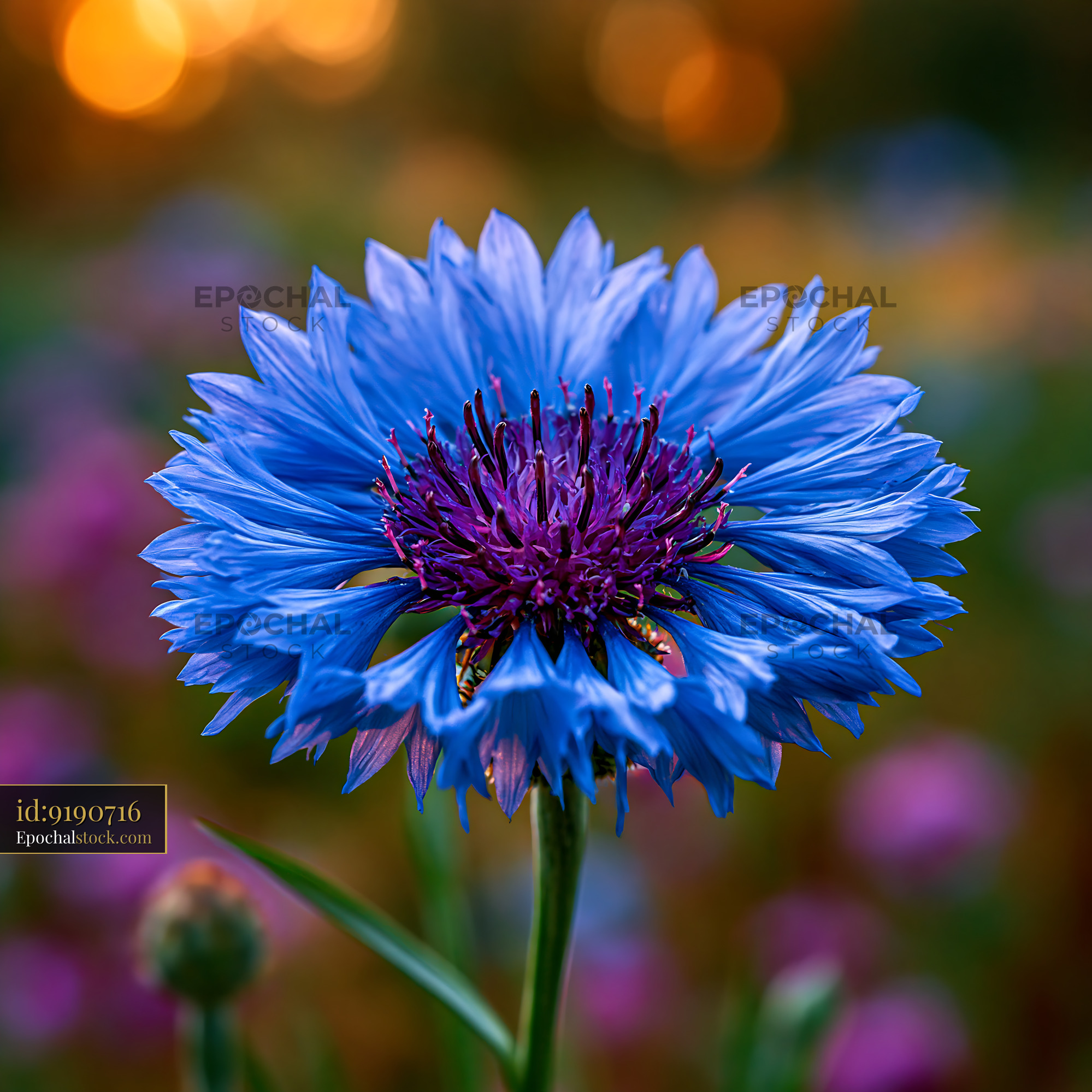 Watermarked full-resolution preview of Blue flower with purple center in a colorful garden