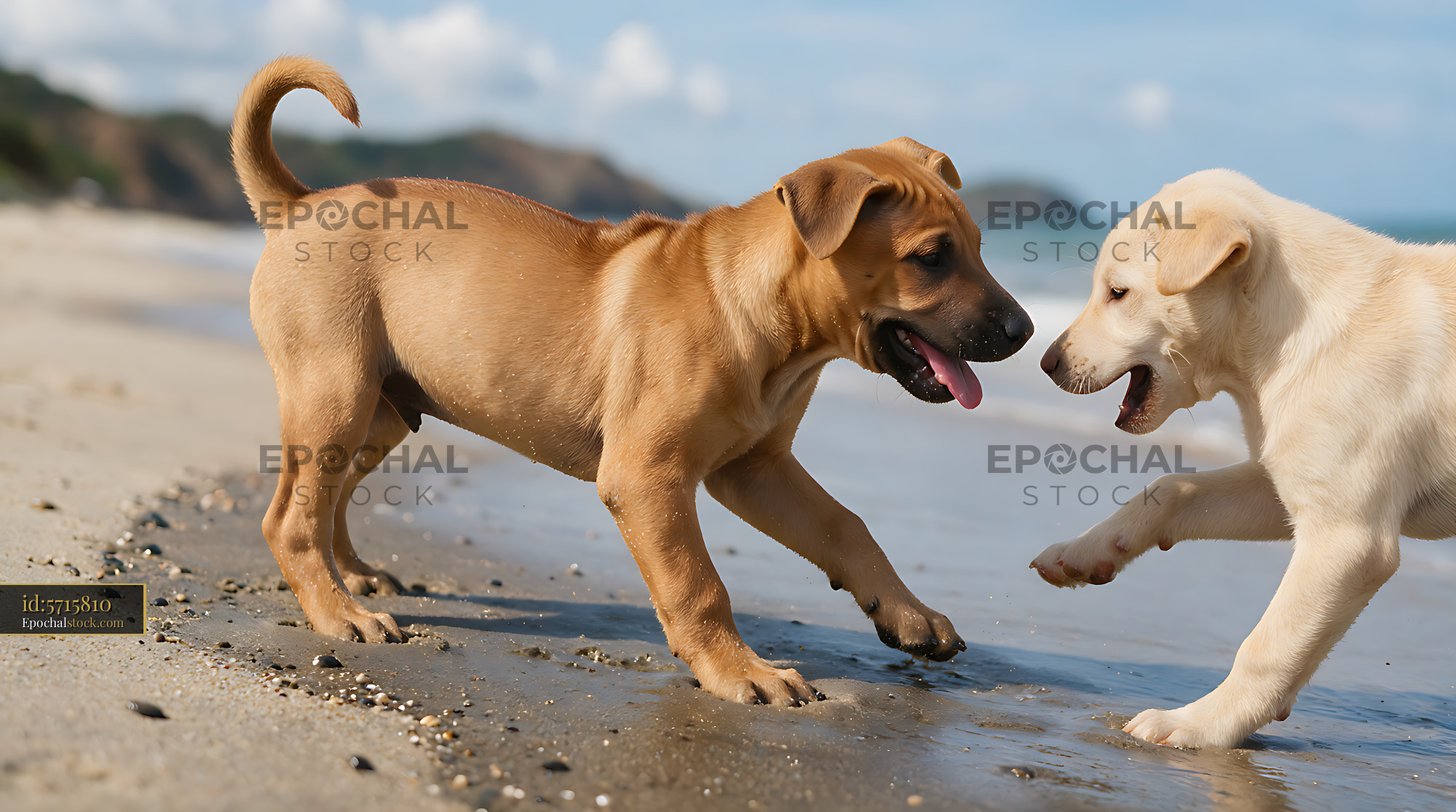 Watermarked full-resolution preview of Playful puppies running along the shore