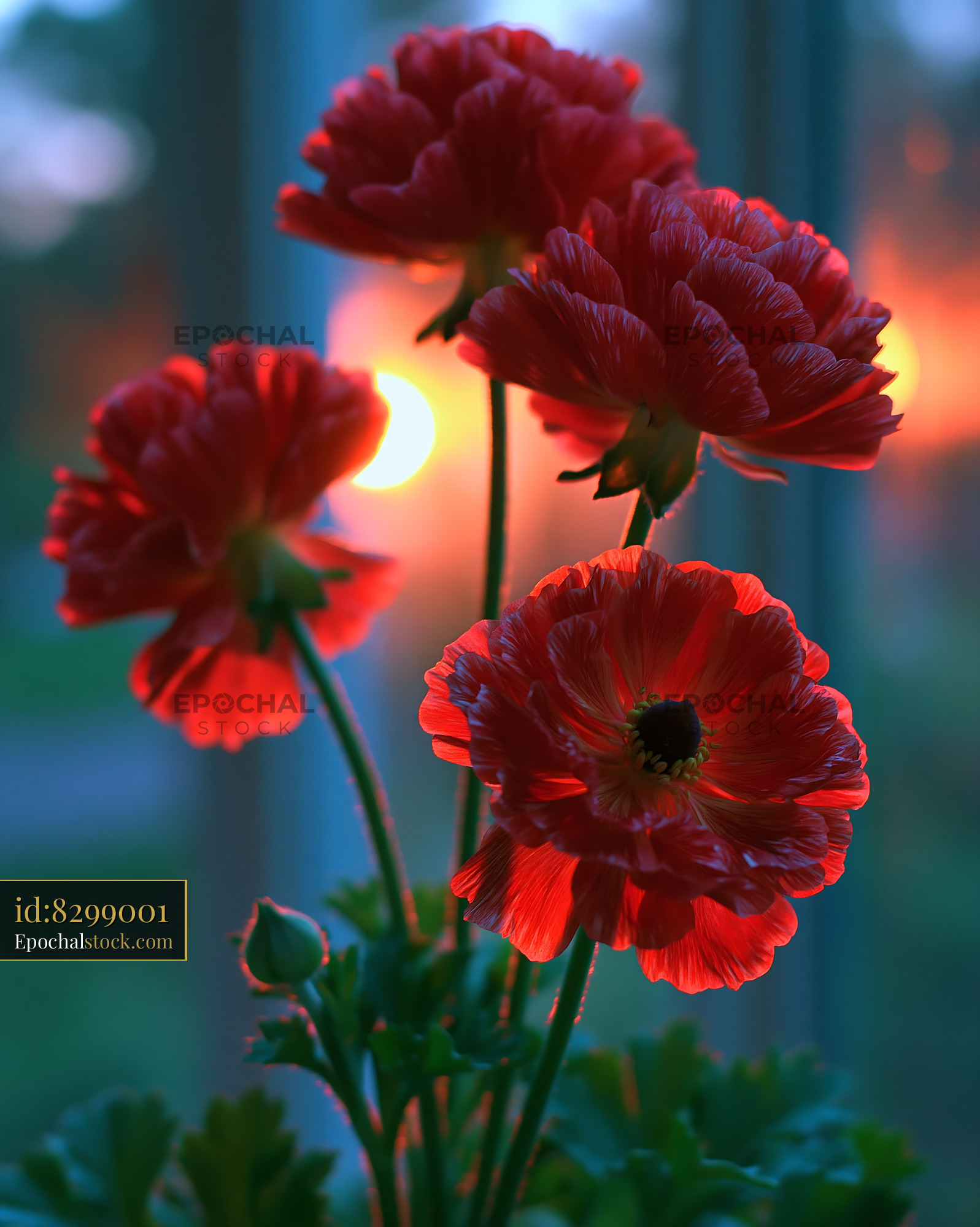 Watermarked full-resolution preview of Bright red flowers against a sunset background