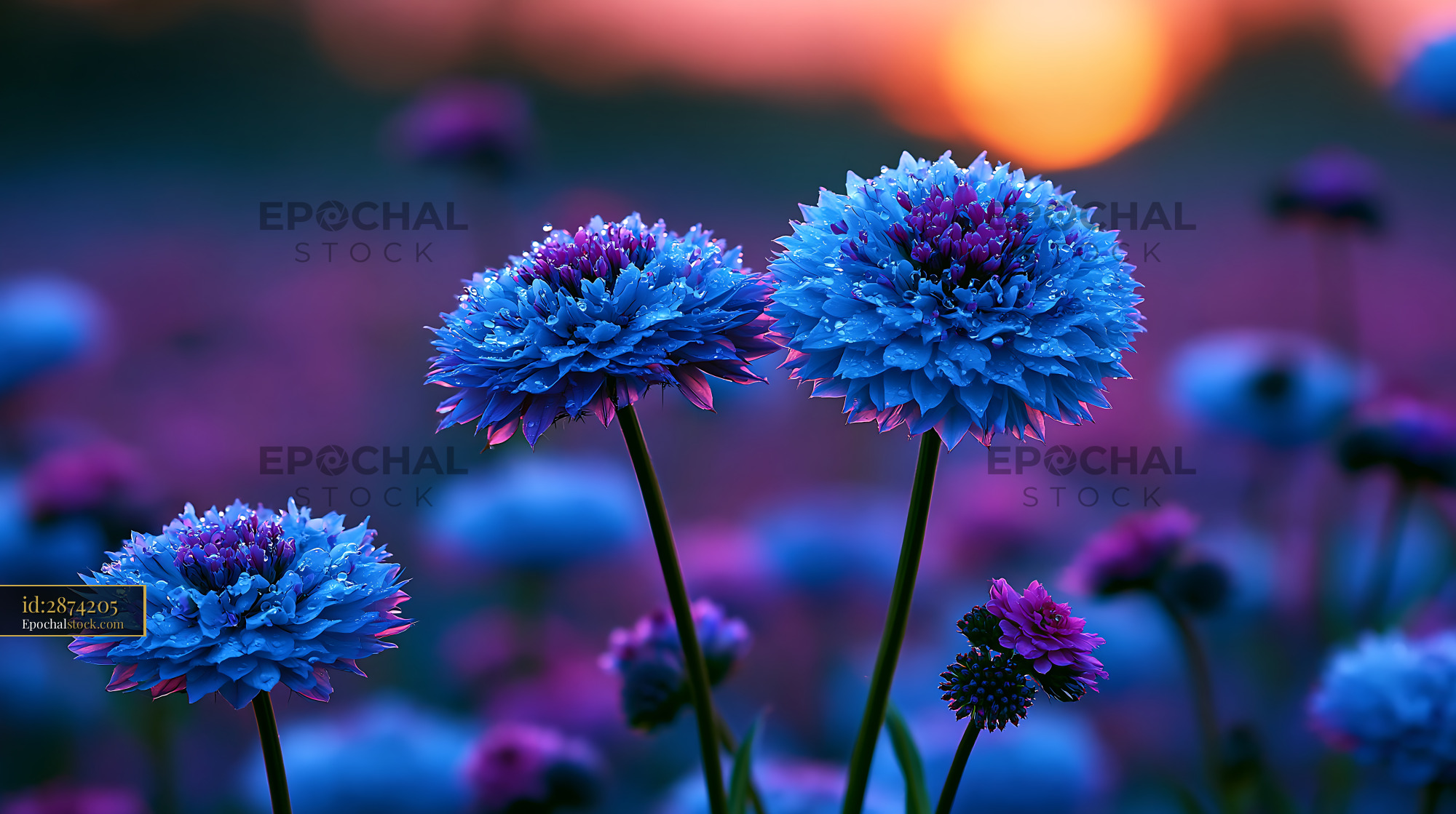 Watermarked full-resolution preview of Colorful wildflowers bloom at sunset near a meadow