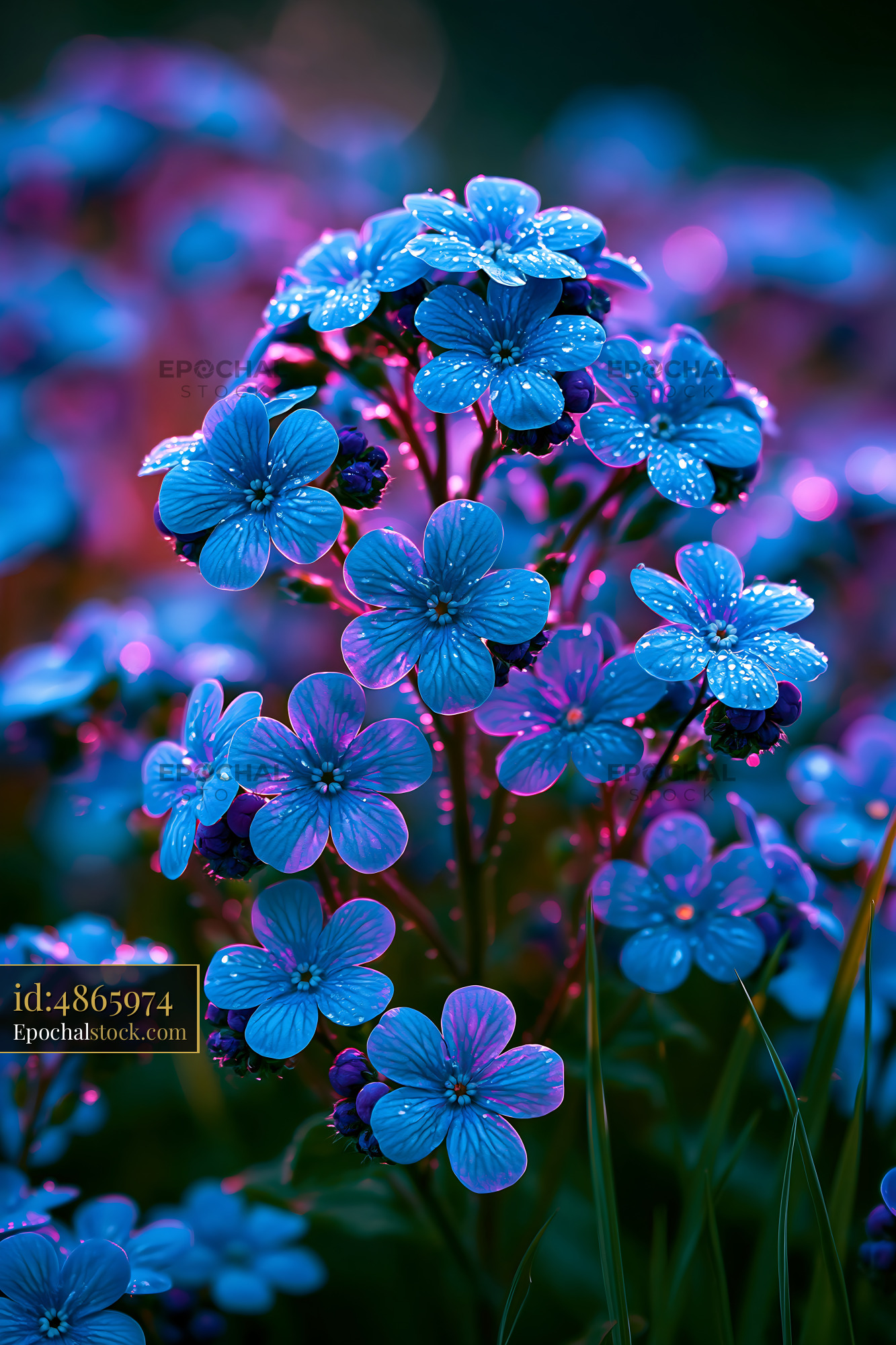 Watermarked full-resolution preview of Blue flowers in vibrant colors with dew drops at dusk