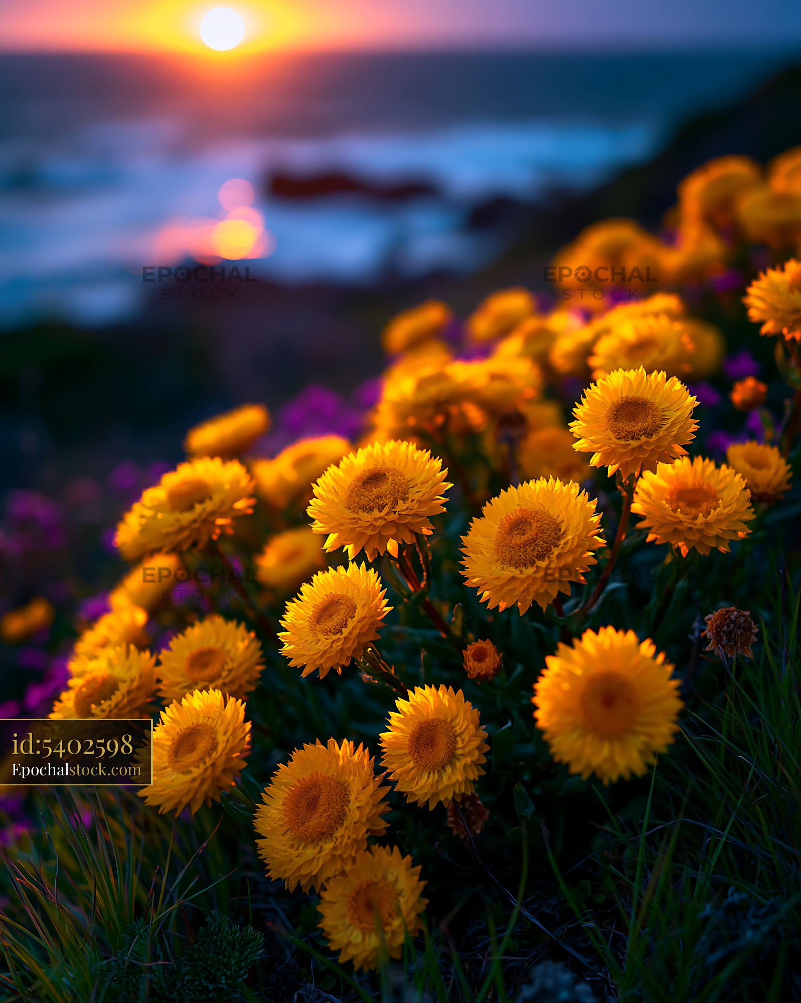 Yellow Flowers Bloom During Sunset Along a Coastal Landscape - stock photo
