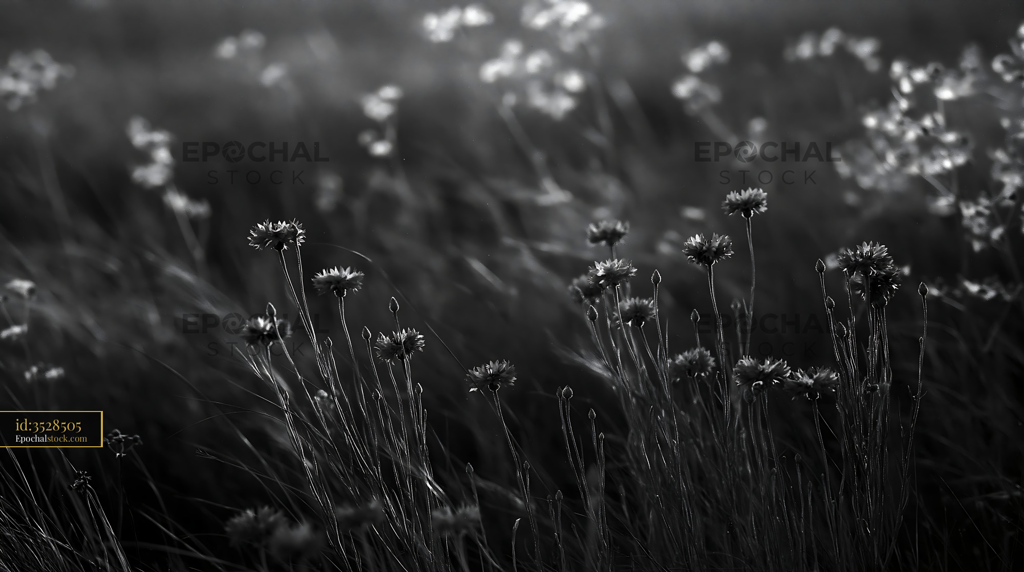 Violet Wildflowers Blooming in a Meadow During Late Afternoon - stock photo