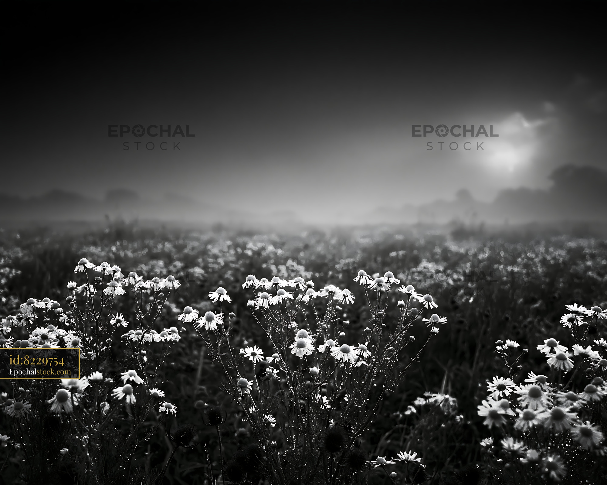 Watermarked full-resolution preview of Flowers in a misty field at dusk
