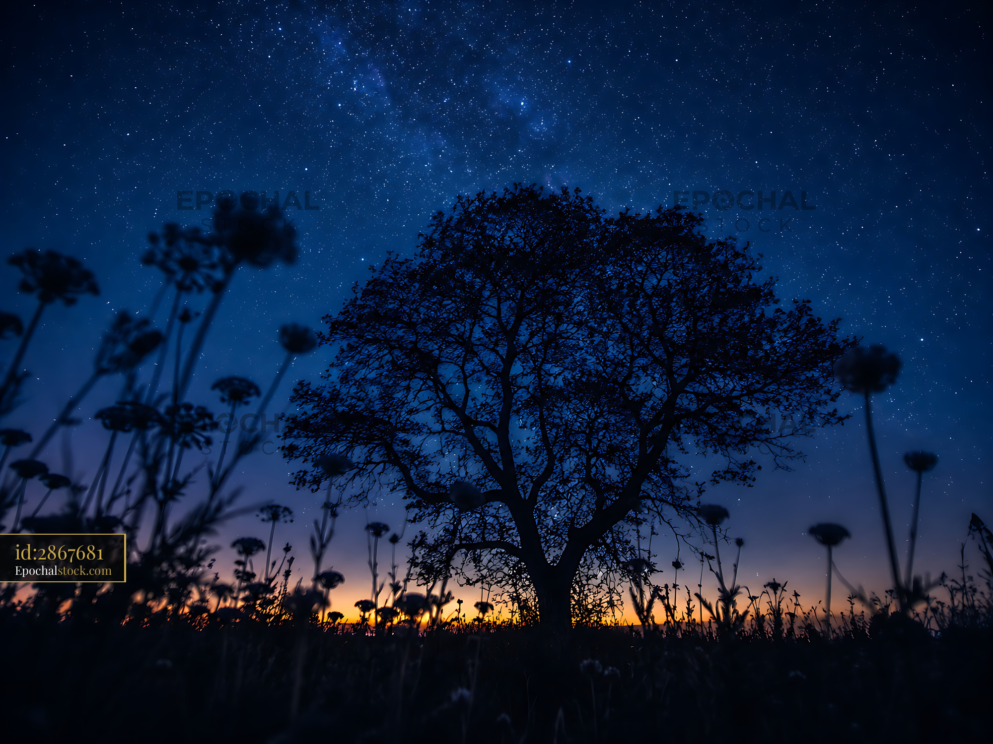Watermarked full-resolution preview of Tree silhouette under starry night sky