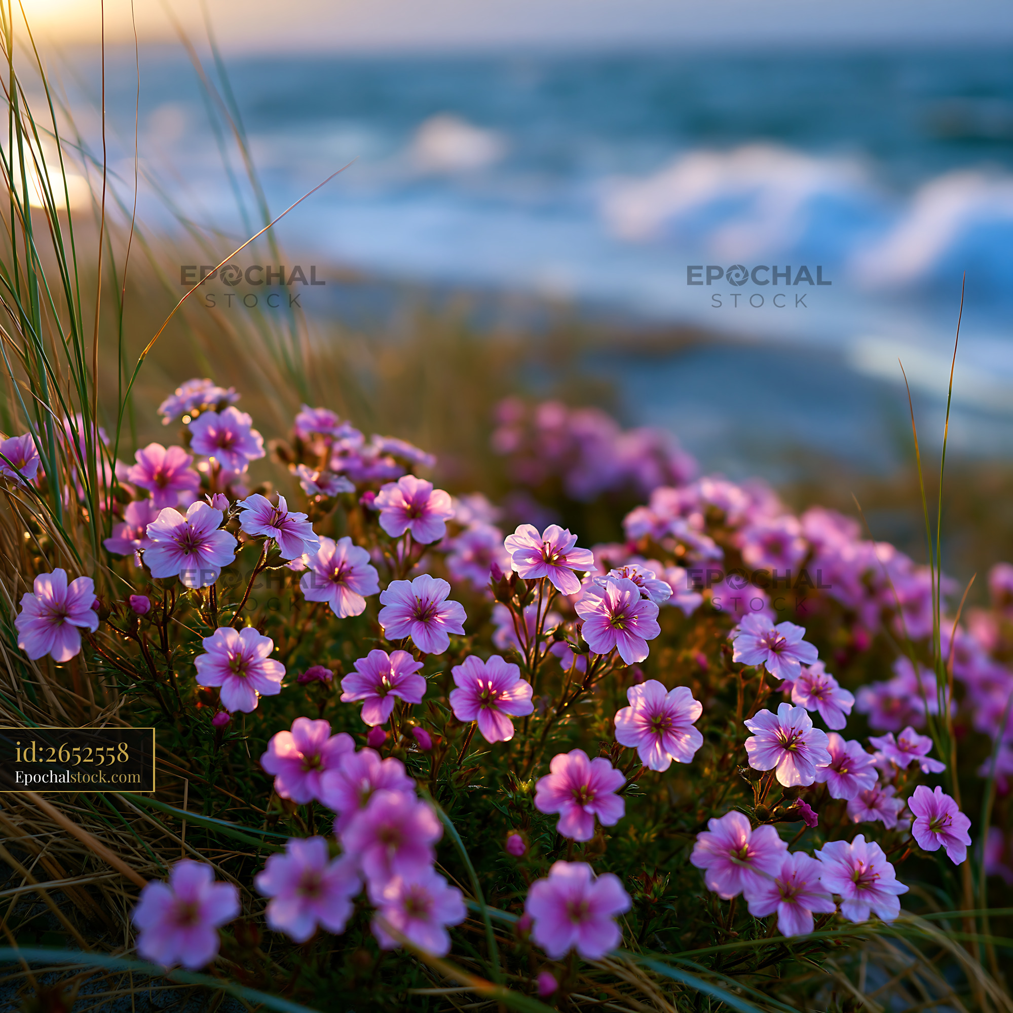 Watermarked full-resolution preview of Flowers by the shore during sunset