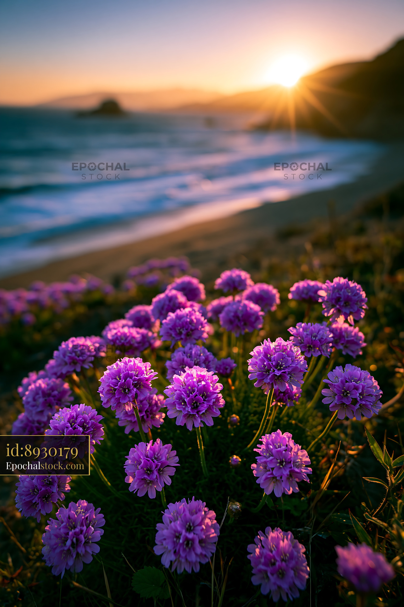 Watermarked full-resolution preview of Sunset over ocean with purple flowers in foreground
