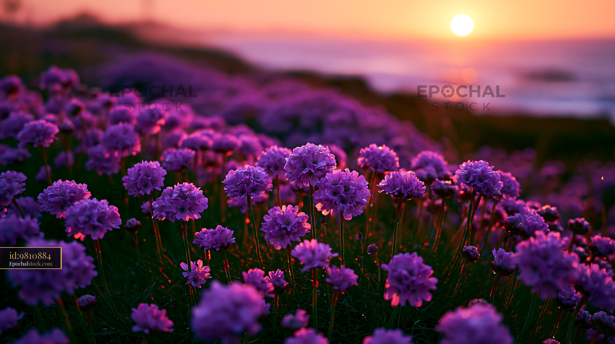 Flowers Bloom at Sunset Along the Coast With Soft Light - stock photo