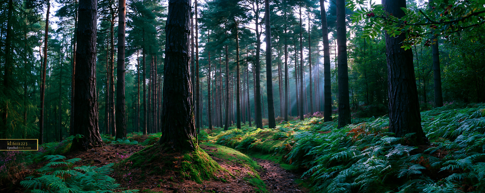 Watermarked full-resolution preview of Light shining through trees in a dense forest