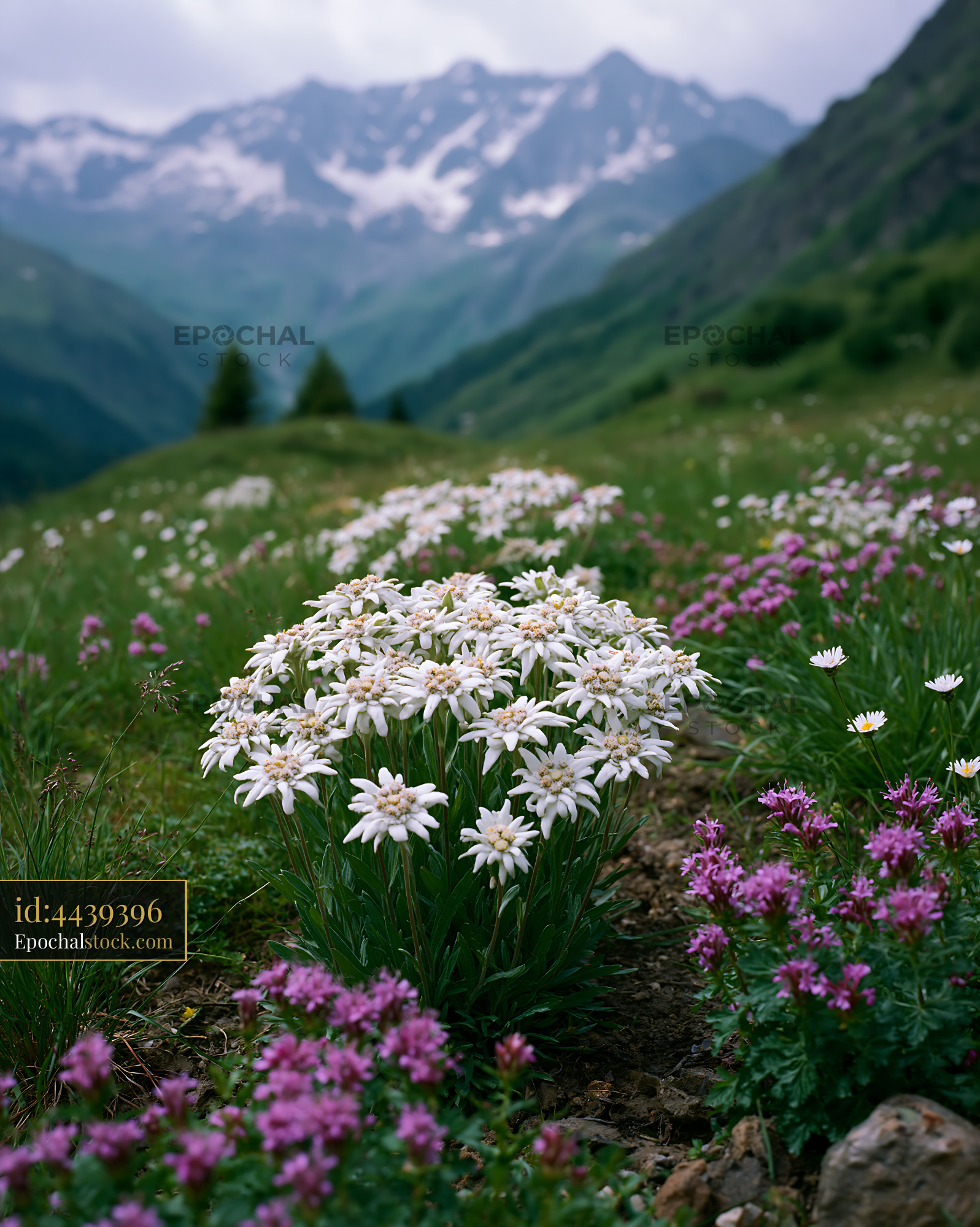 Watermarked full-resolution preview of Flowers bloom on a mountain slope with snow-capped peaks in view