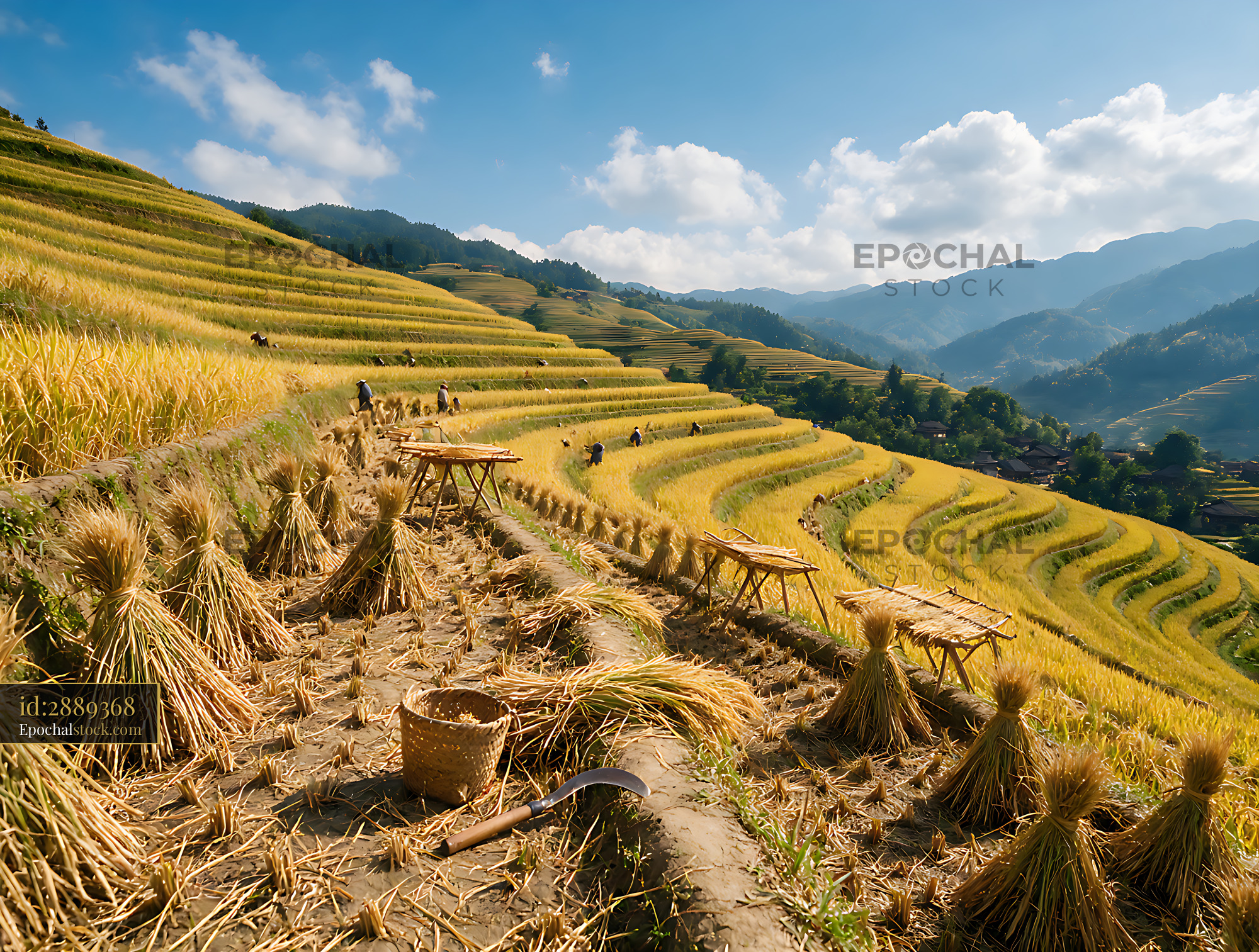 Watermarked full-resolution preview of Harvested terraces across a sunny mountain valley