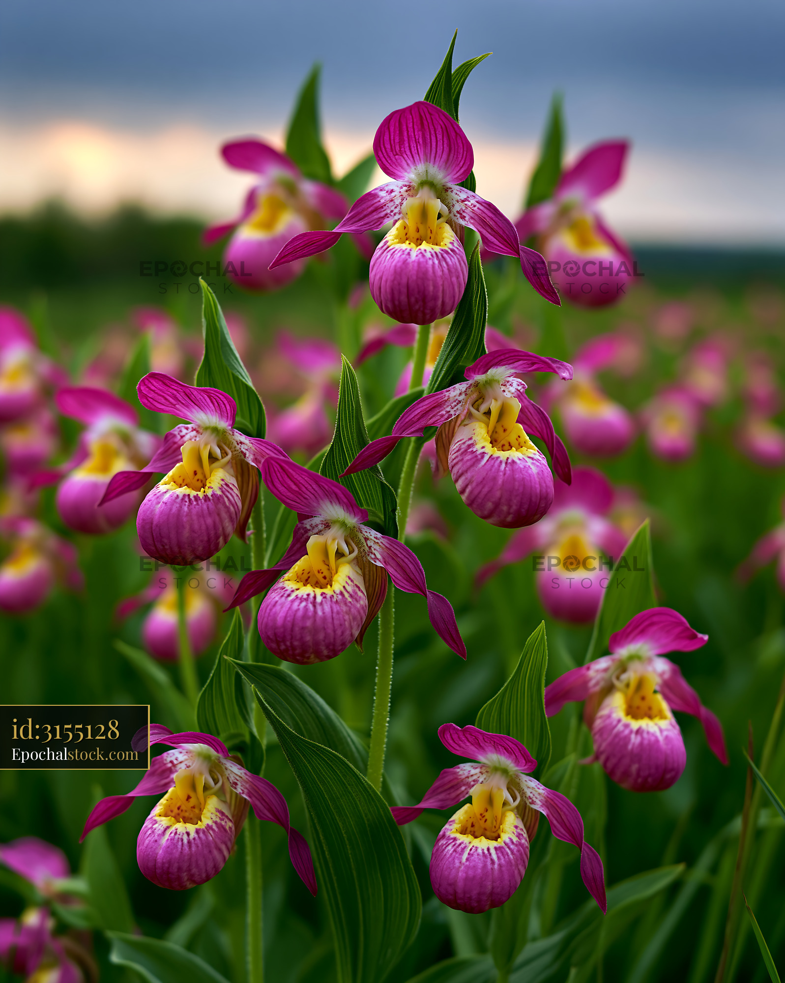Watermarked full-resolution preview of Colorful pink orchids bloom in a field during the day