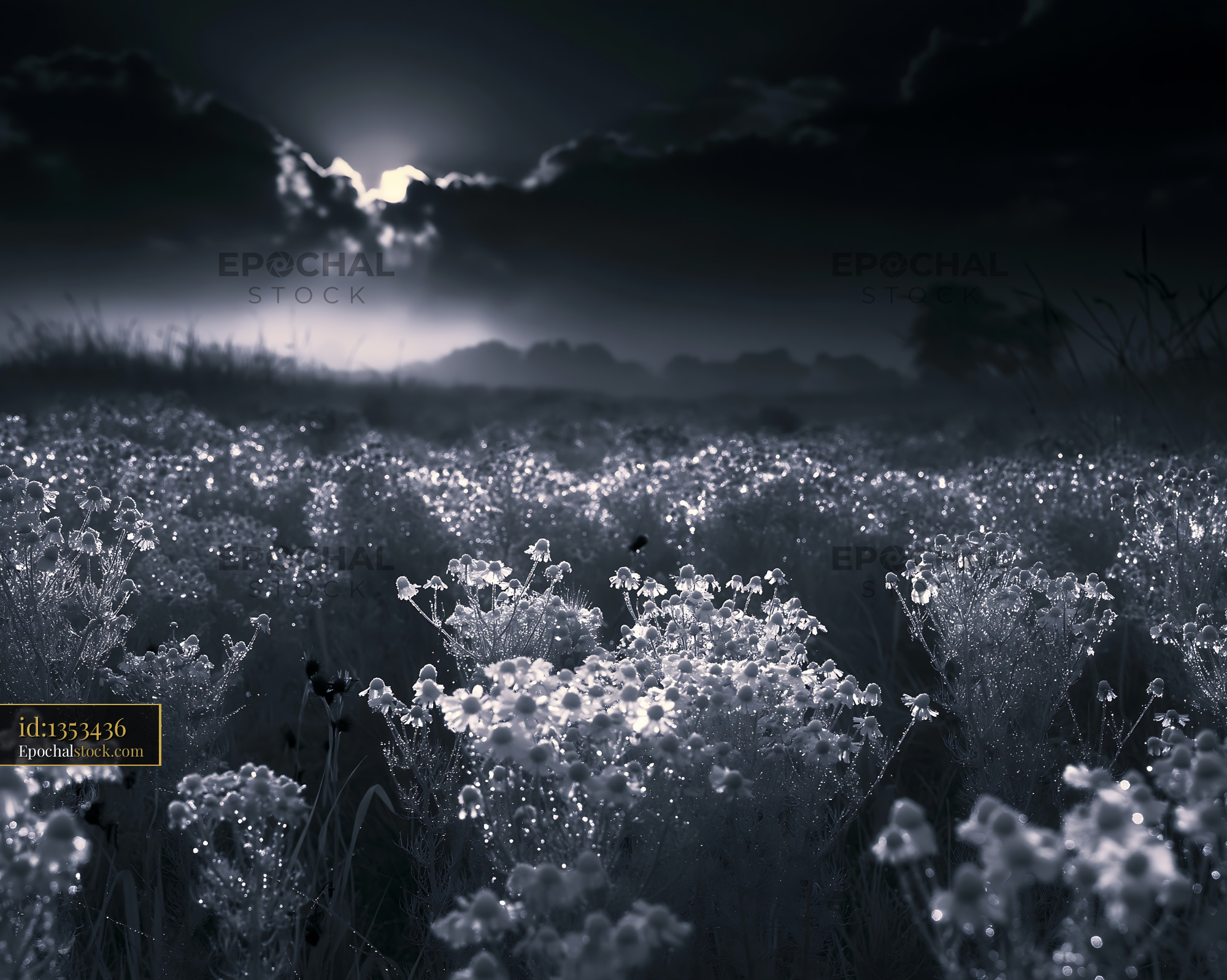 Watermarked full-resolution preview of Sunset over a field of flowers with cloudy sky