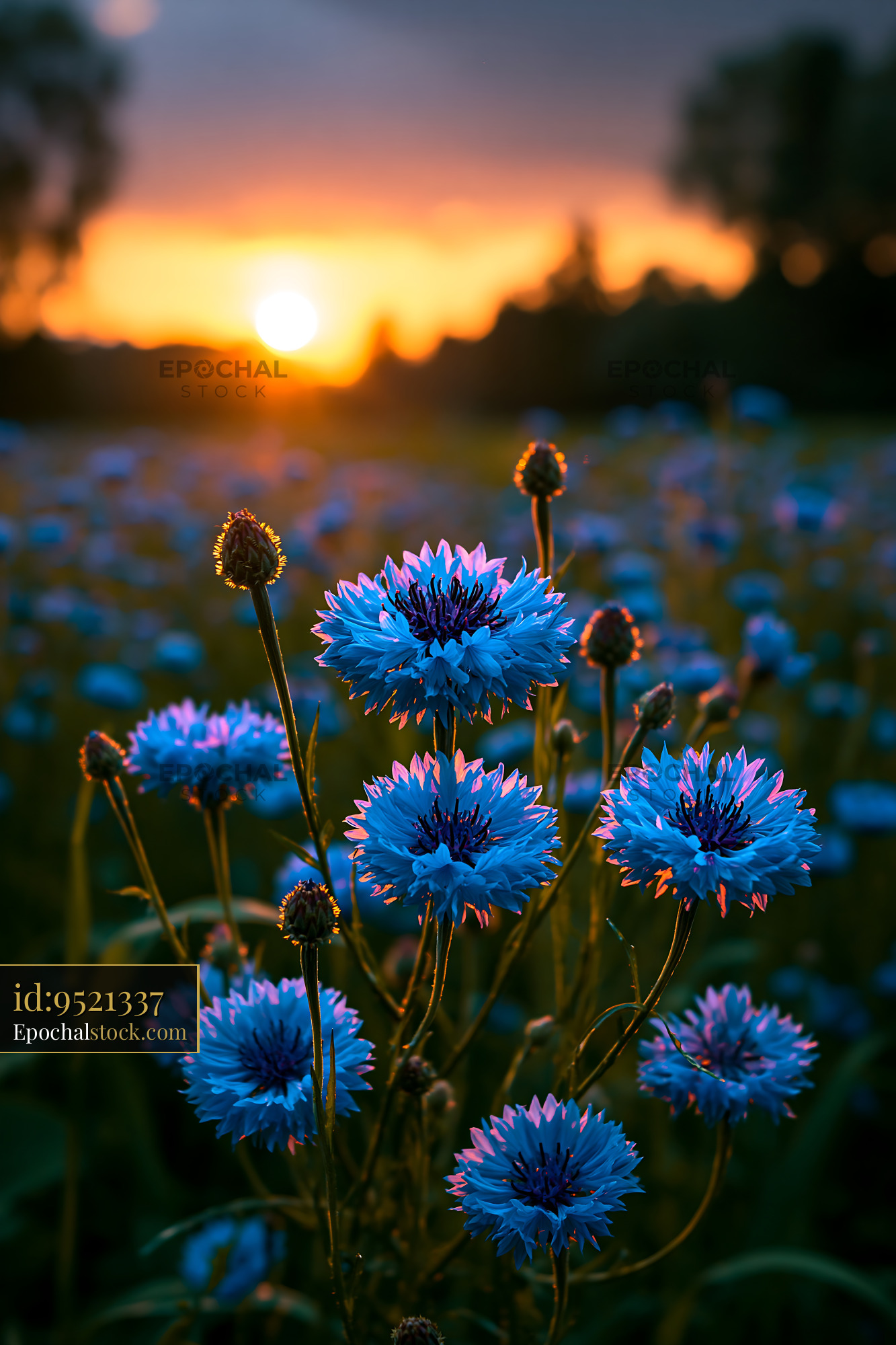 Watermarked full-resolution preview of Blue flowers blooming at sunset in a field