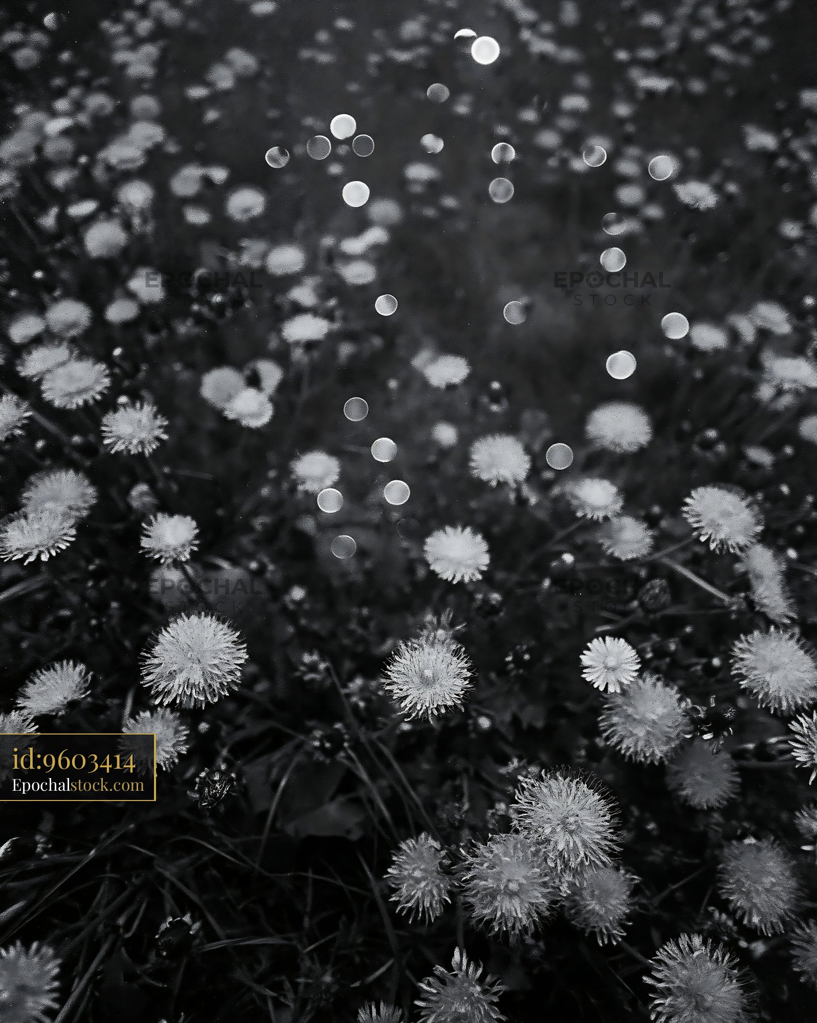 Watermarked full-resolution preview of Dandelions in a field under a cloudy sky