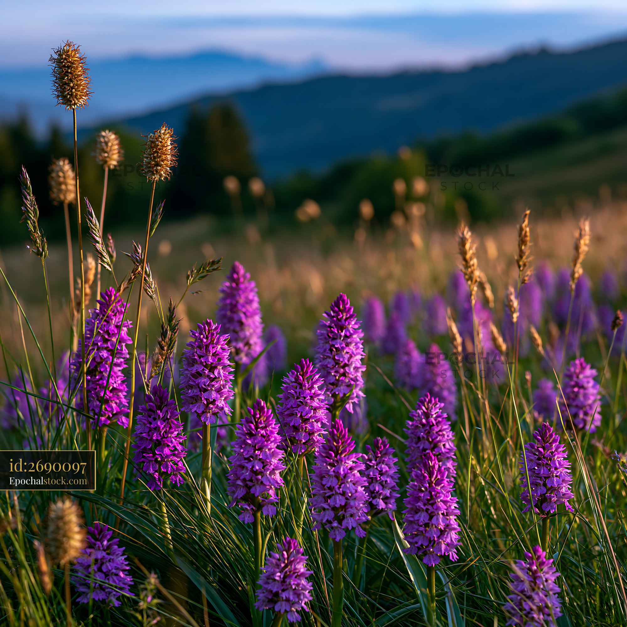 Meadow of Fragrant Vanilla Orchids in the Alps - stock photo