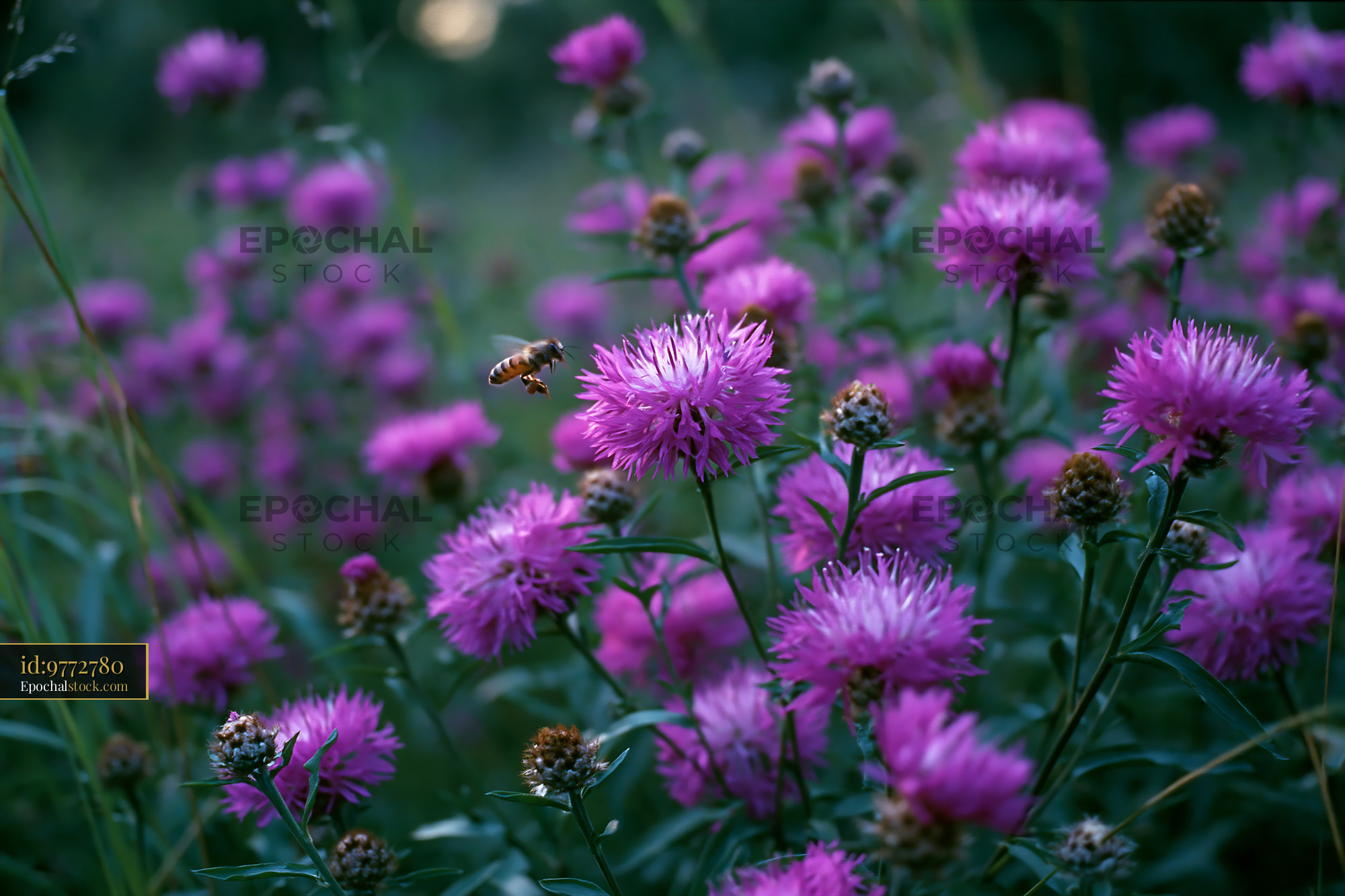 Watermarked full-resolution preview of Bee hovering over pink flowers in a meadow