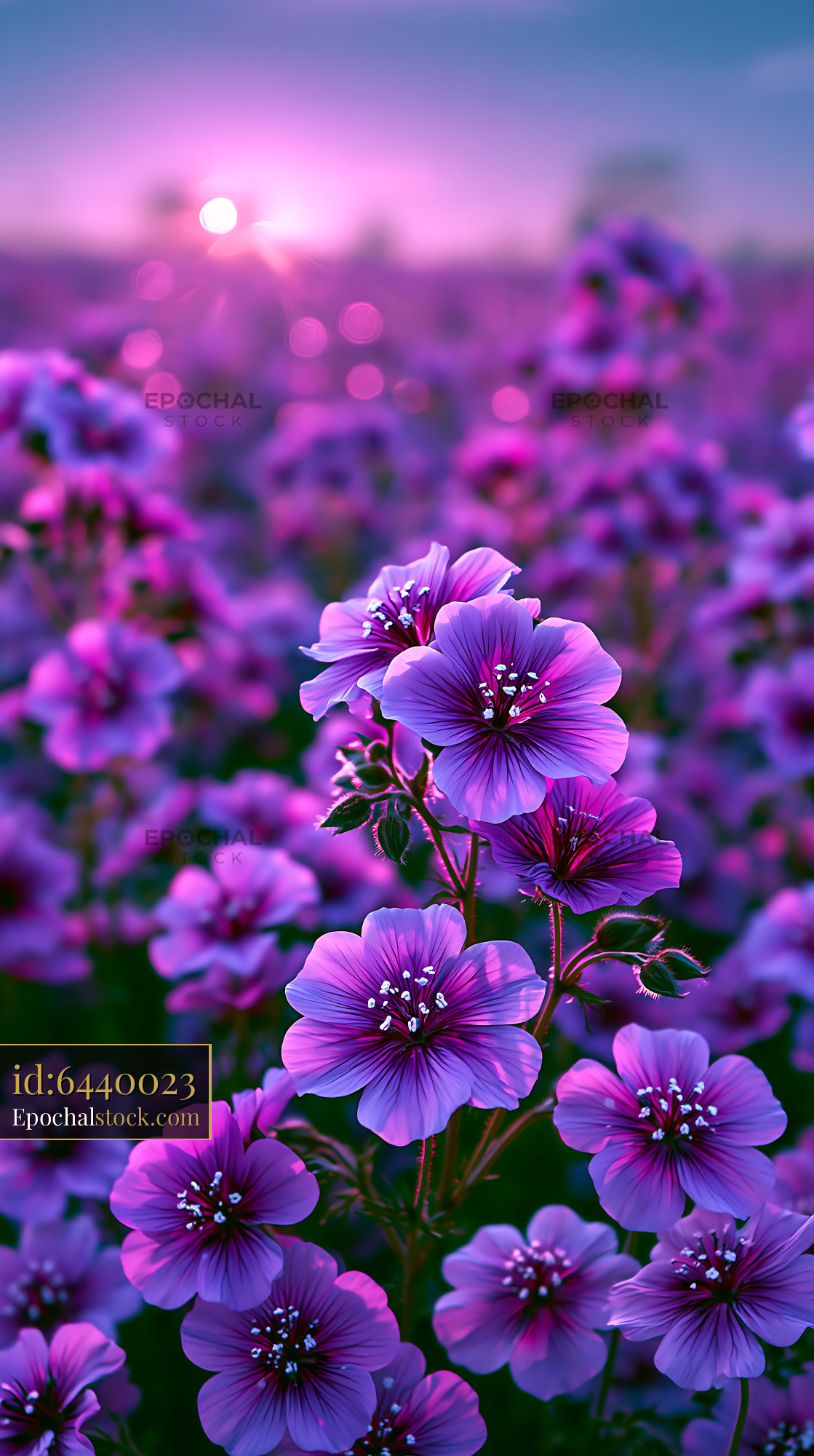 Watermarked full-resolution preview of Vibrant purple flowers blooming at sunset in a meadow