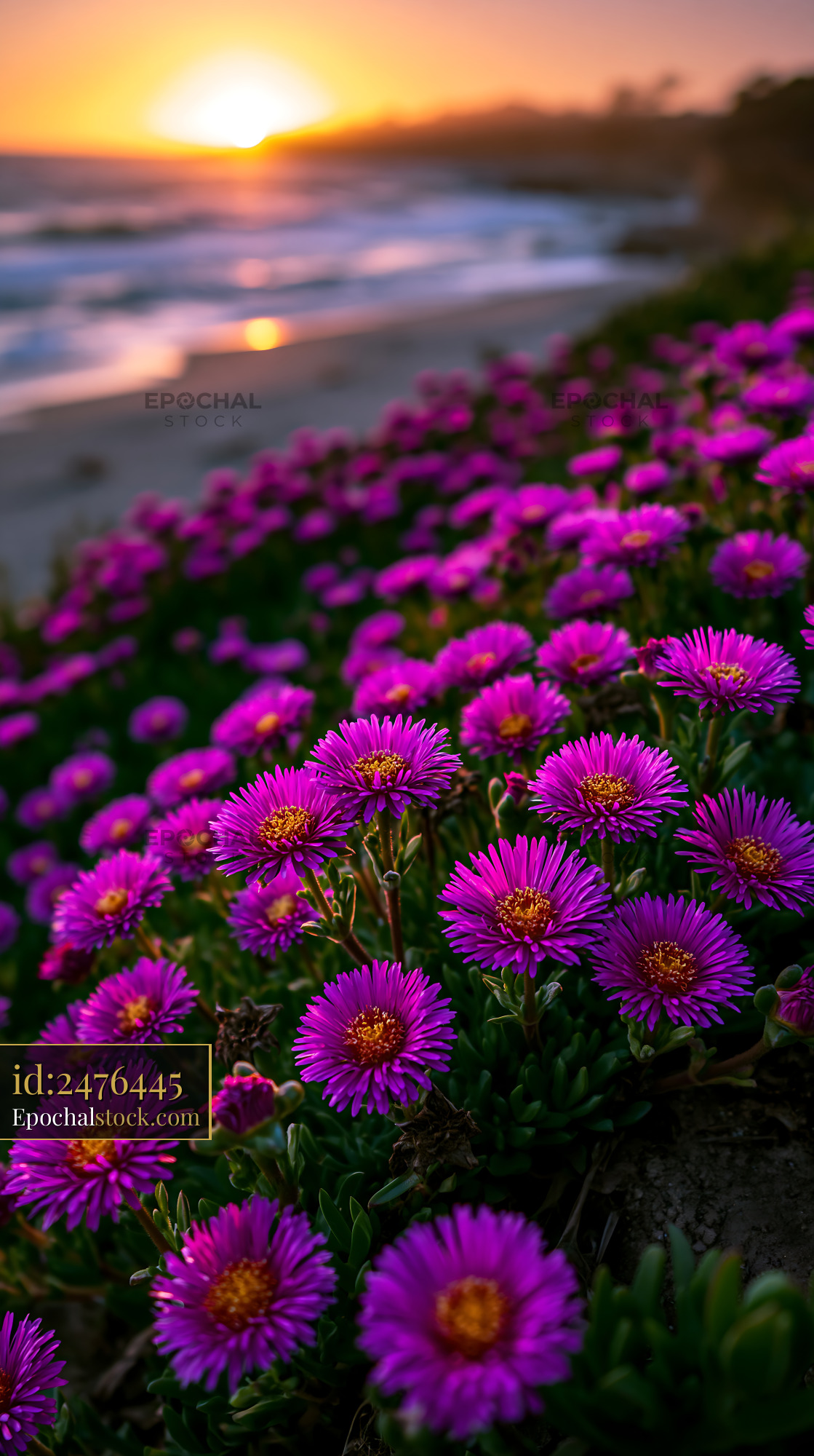 Watermarked full-resolution preview of Purple flowers bloom by the beach at sunset