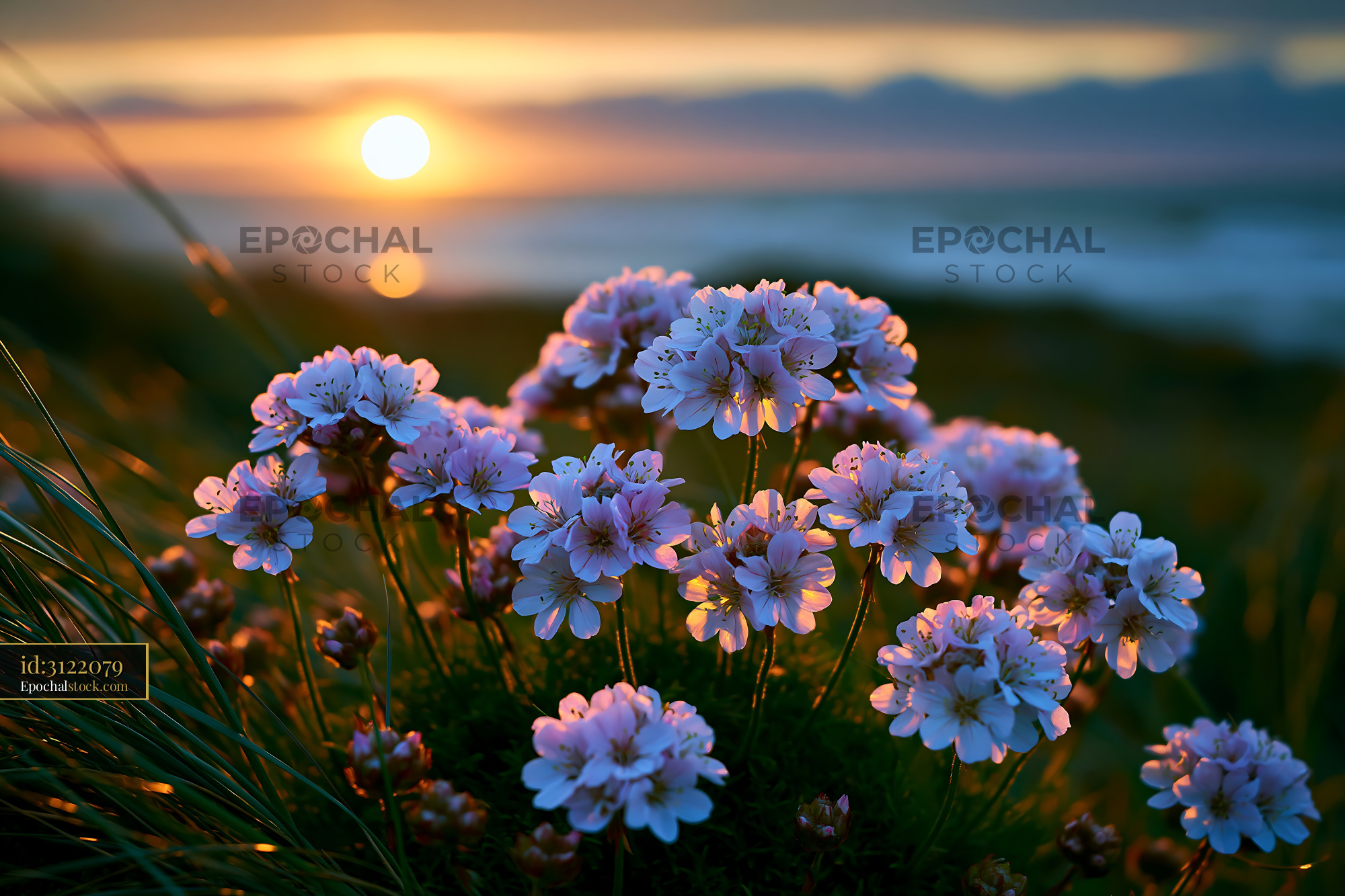 Watermarked full-resolution preview of Sunset over blooming flowers by the coast
