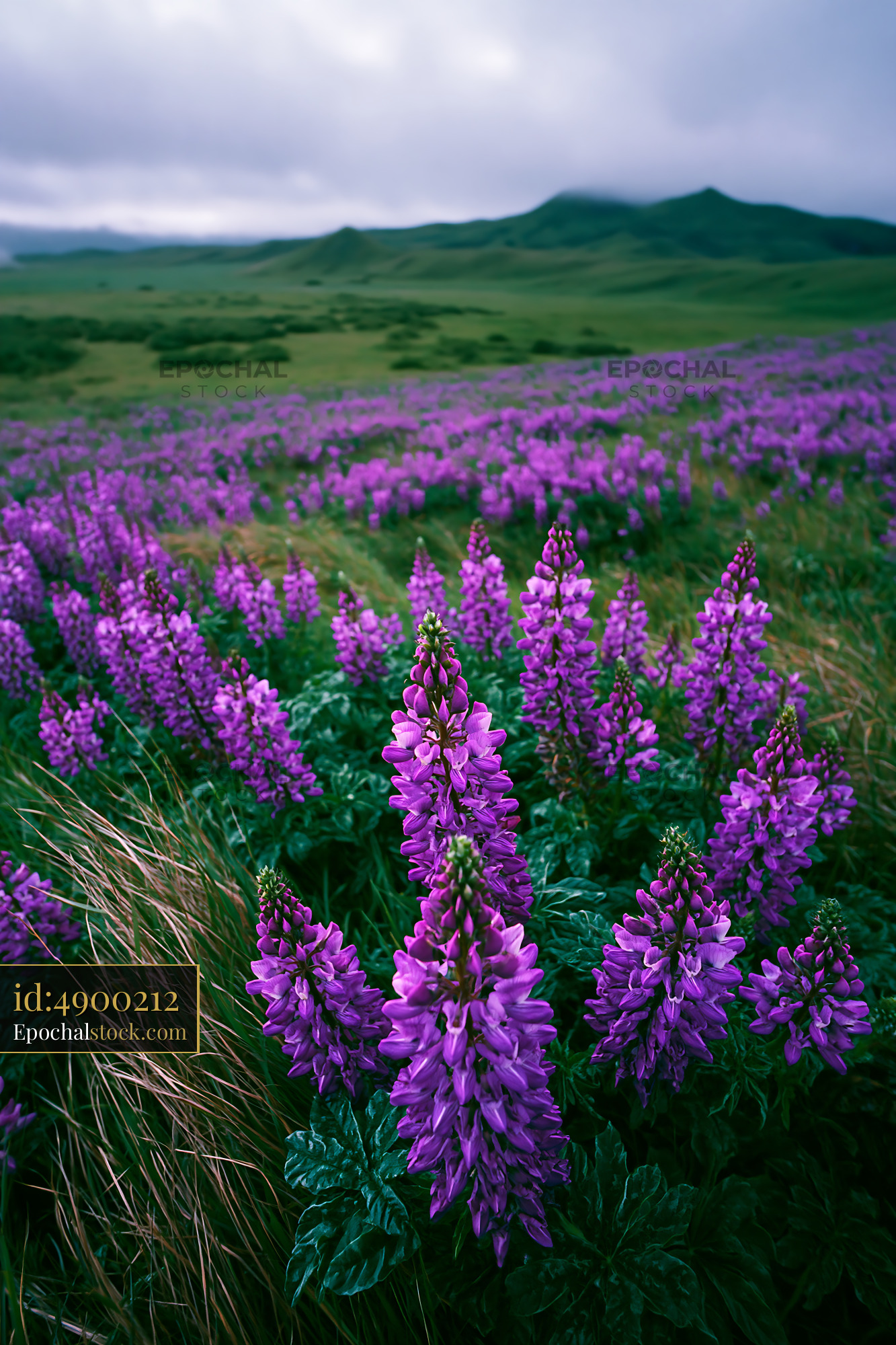 Watermarked full-resolution preview of Lupine flowers bloom in a field under cloudy skies